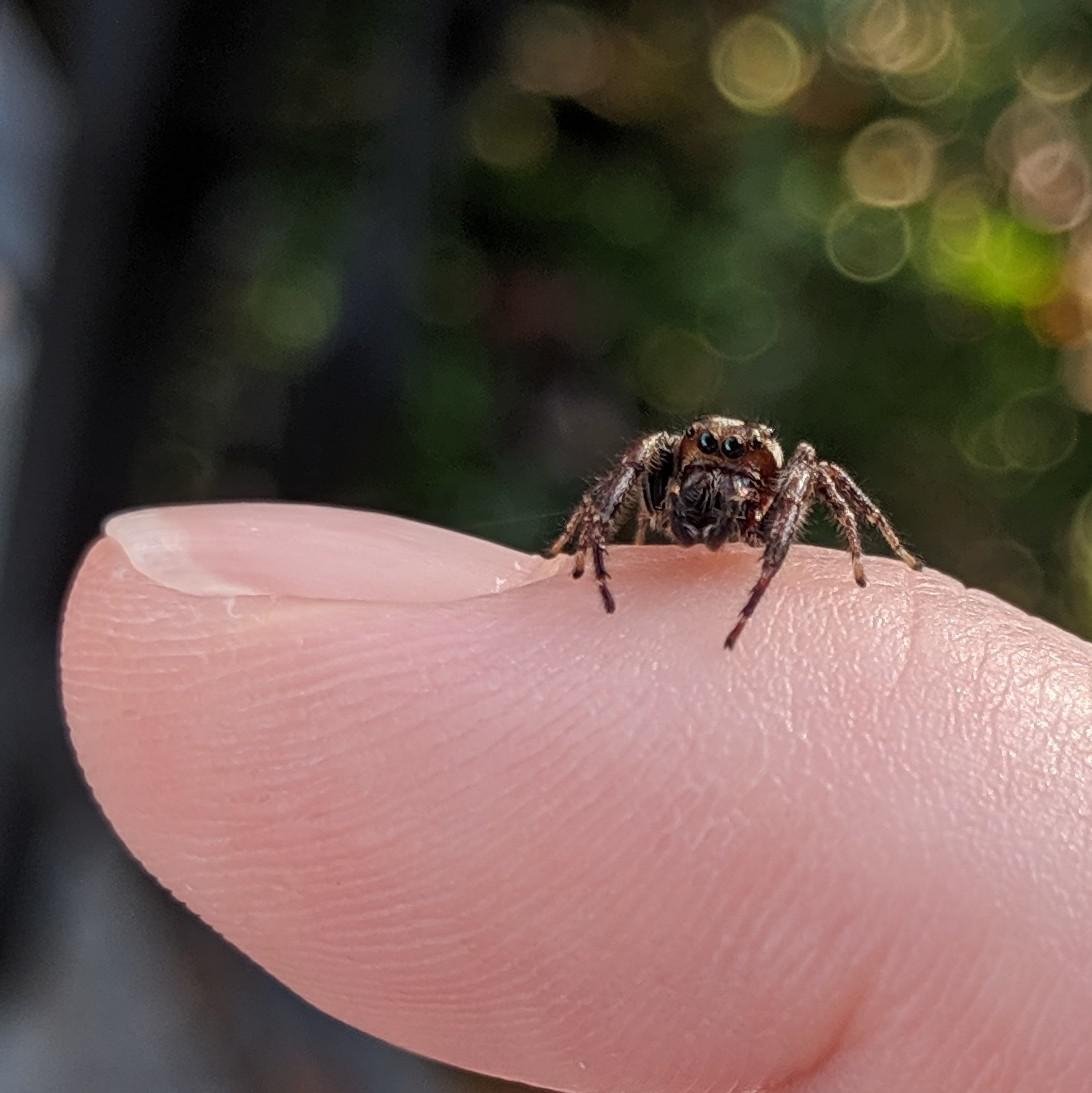 Tiny jumping spider on a finger tinyanimalsonfingers