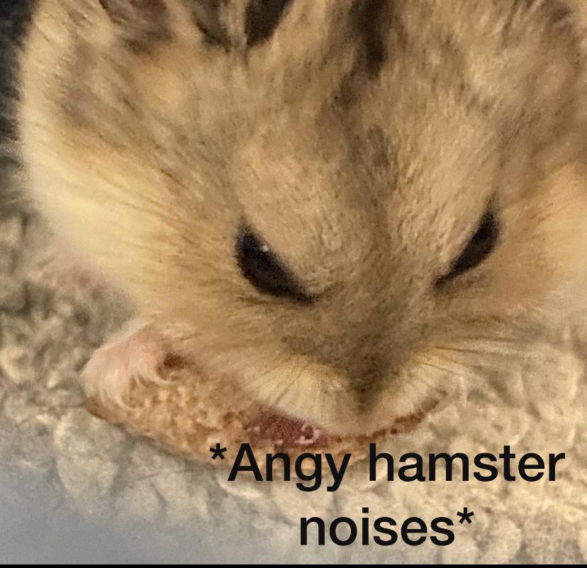 Angy hamster noises >( r/hamster