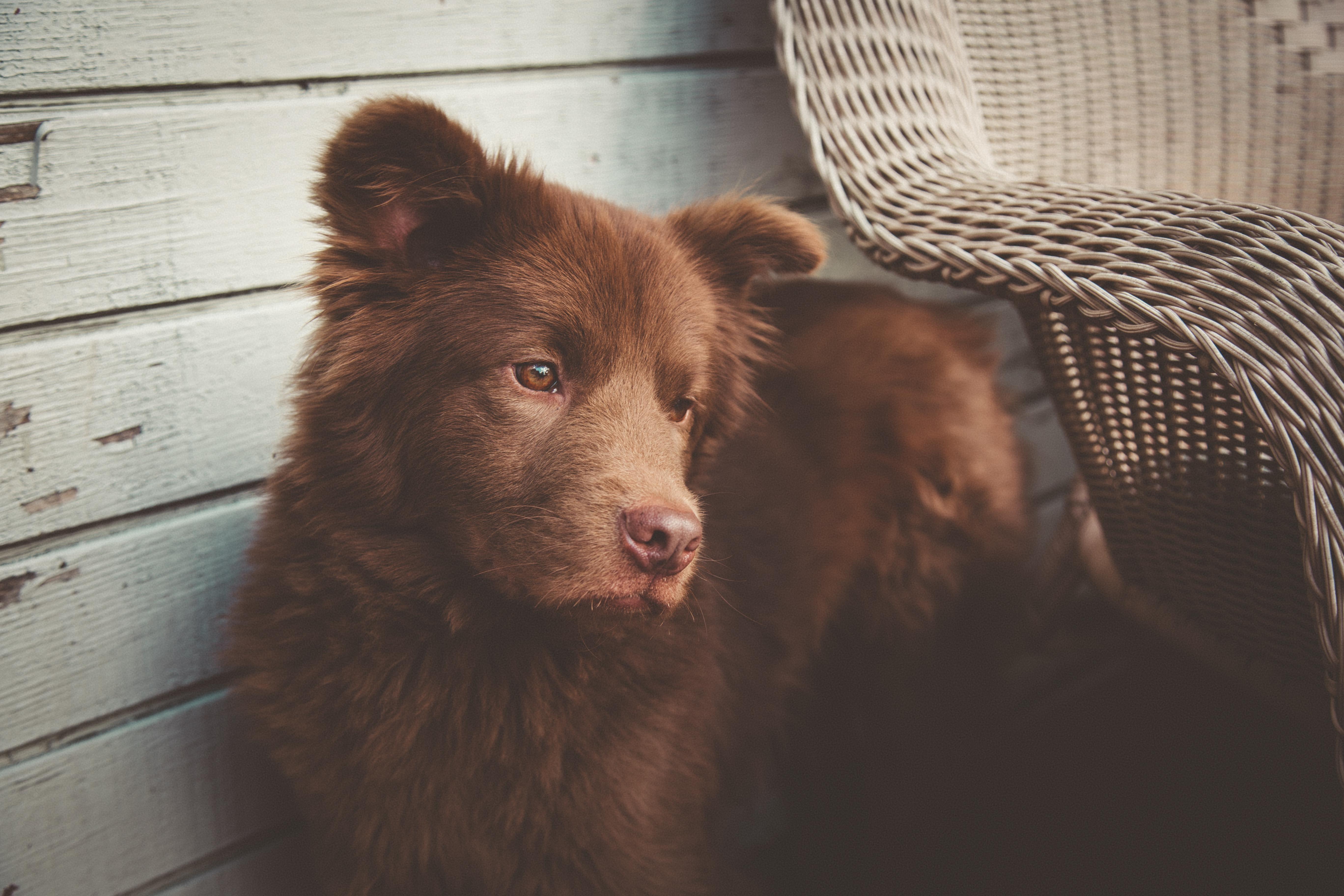 Can't decide if he's a bear or a dog.... aww