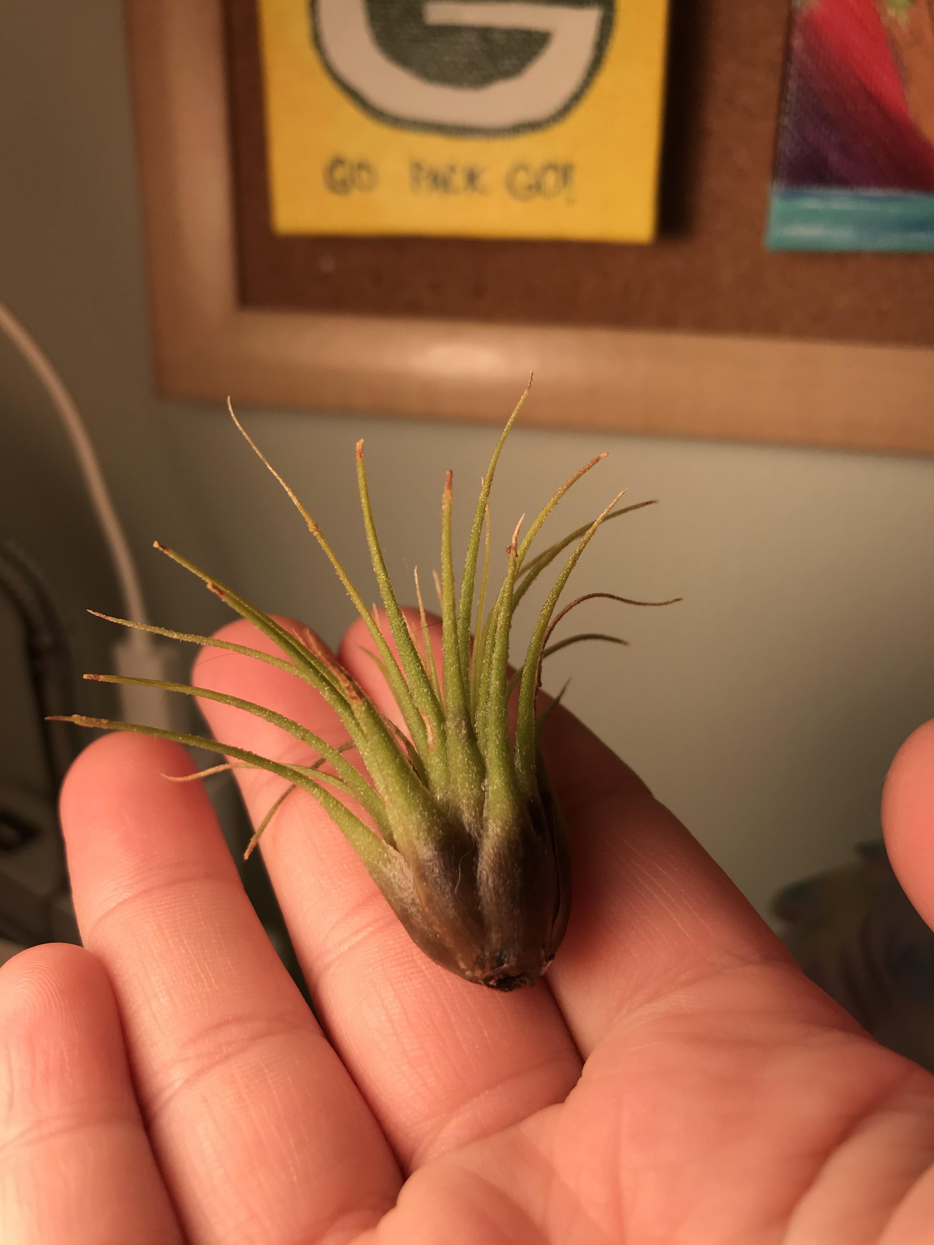 Pretty sure my sister overwatered (and by overwater I mean waterlogged