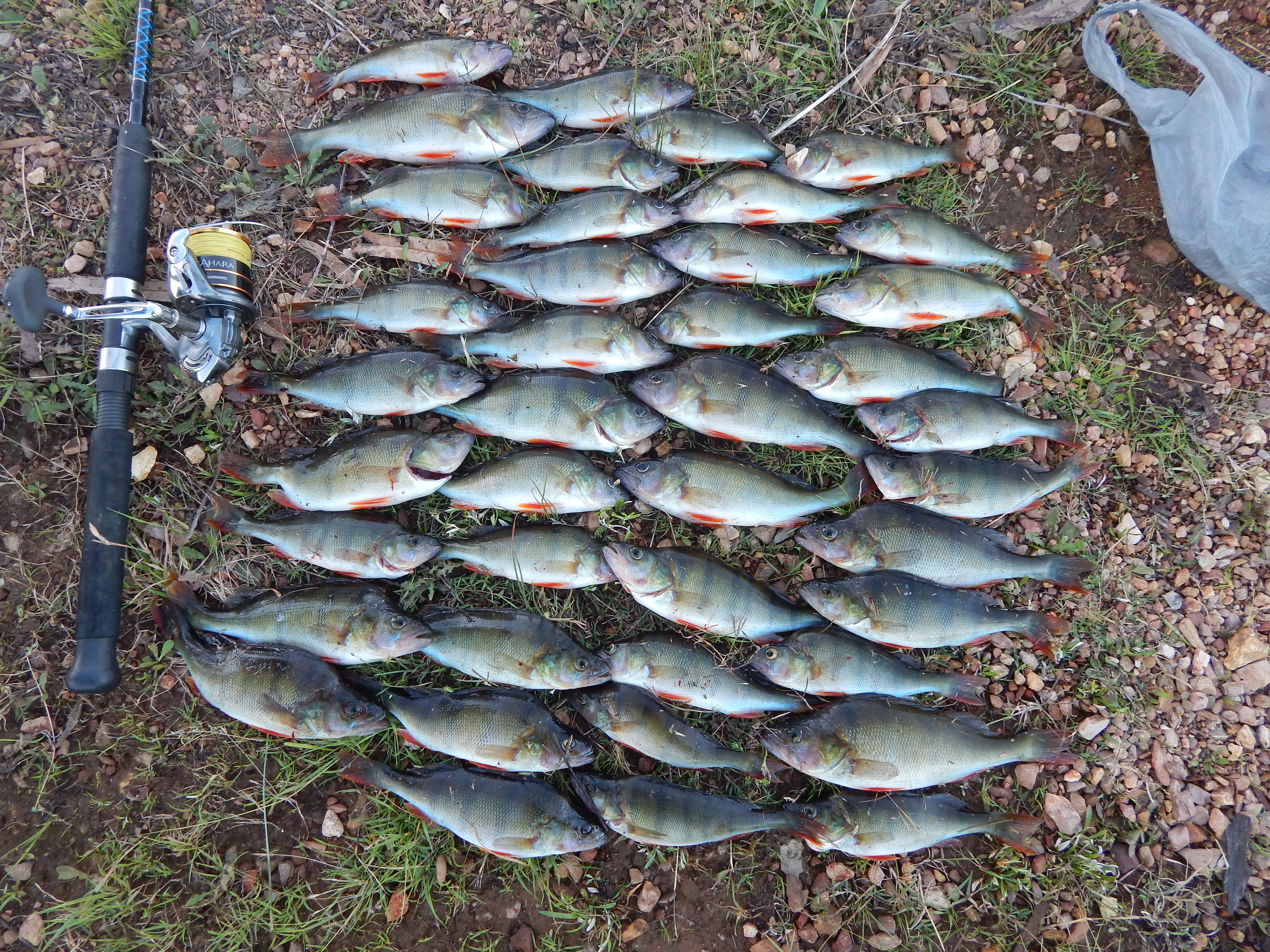 Good haul of redfin perch r/Fishing
