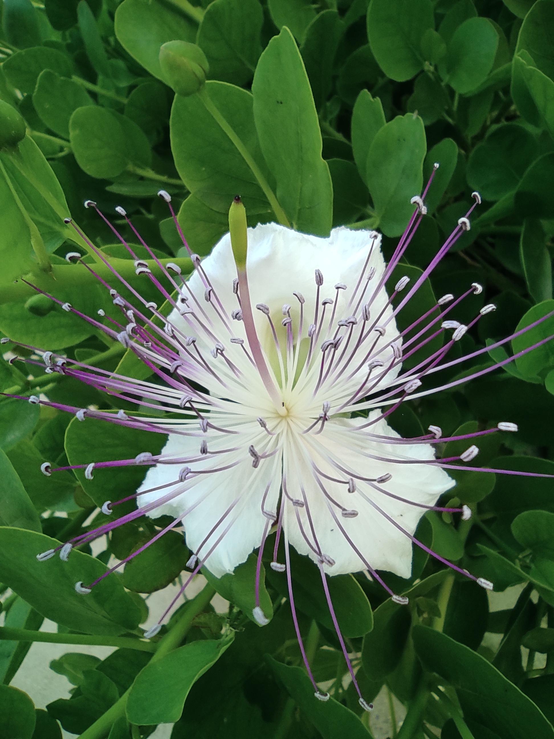 Caper bush flower r/plants