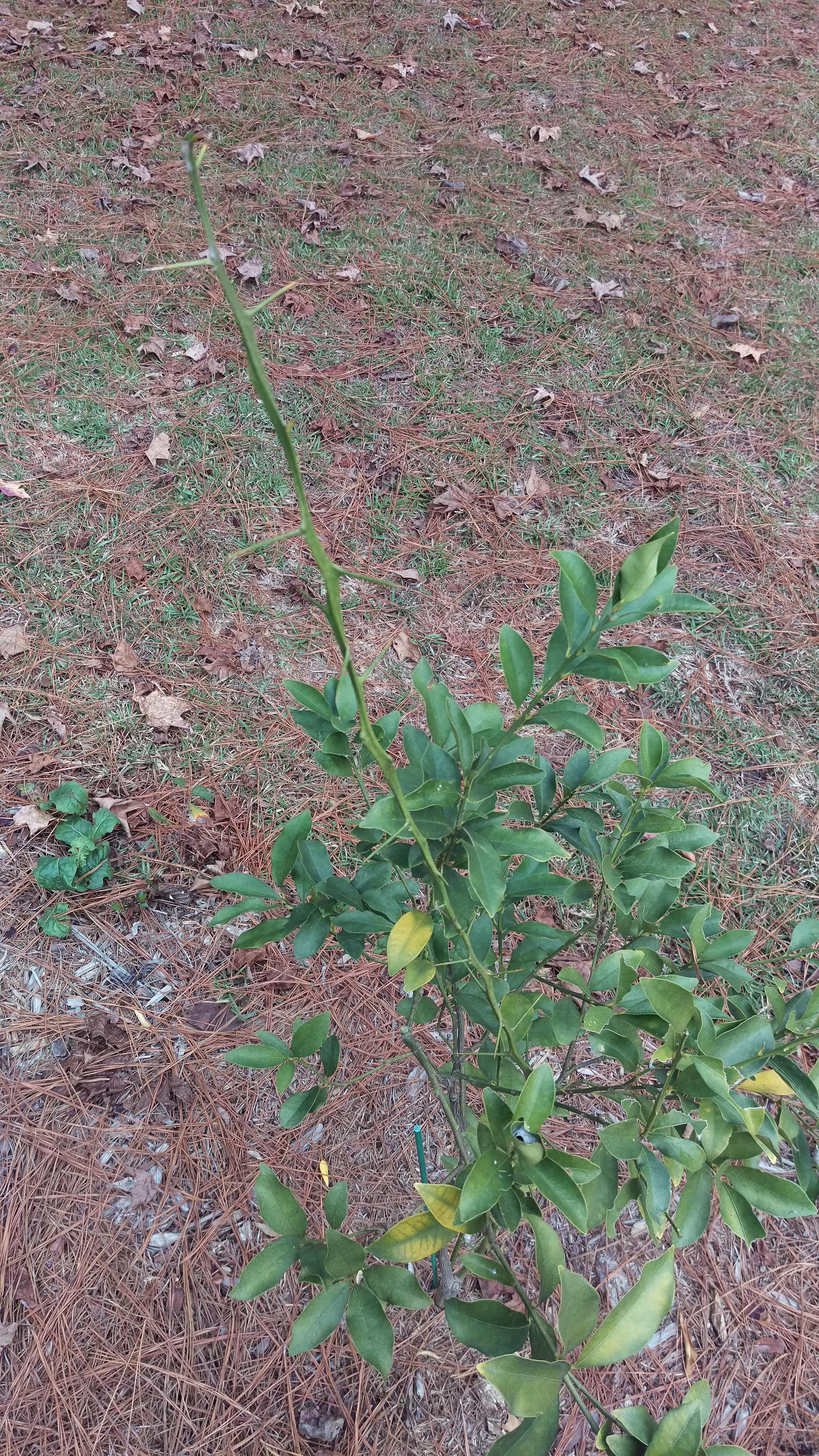 My kumquat tree has one thorny branch with no leaves on it. Should I