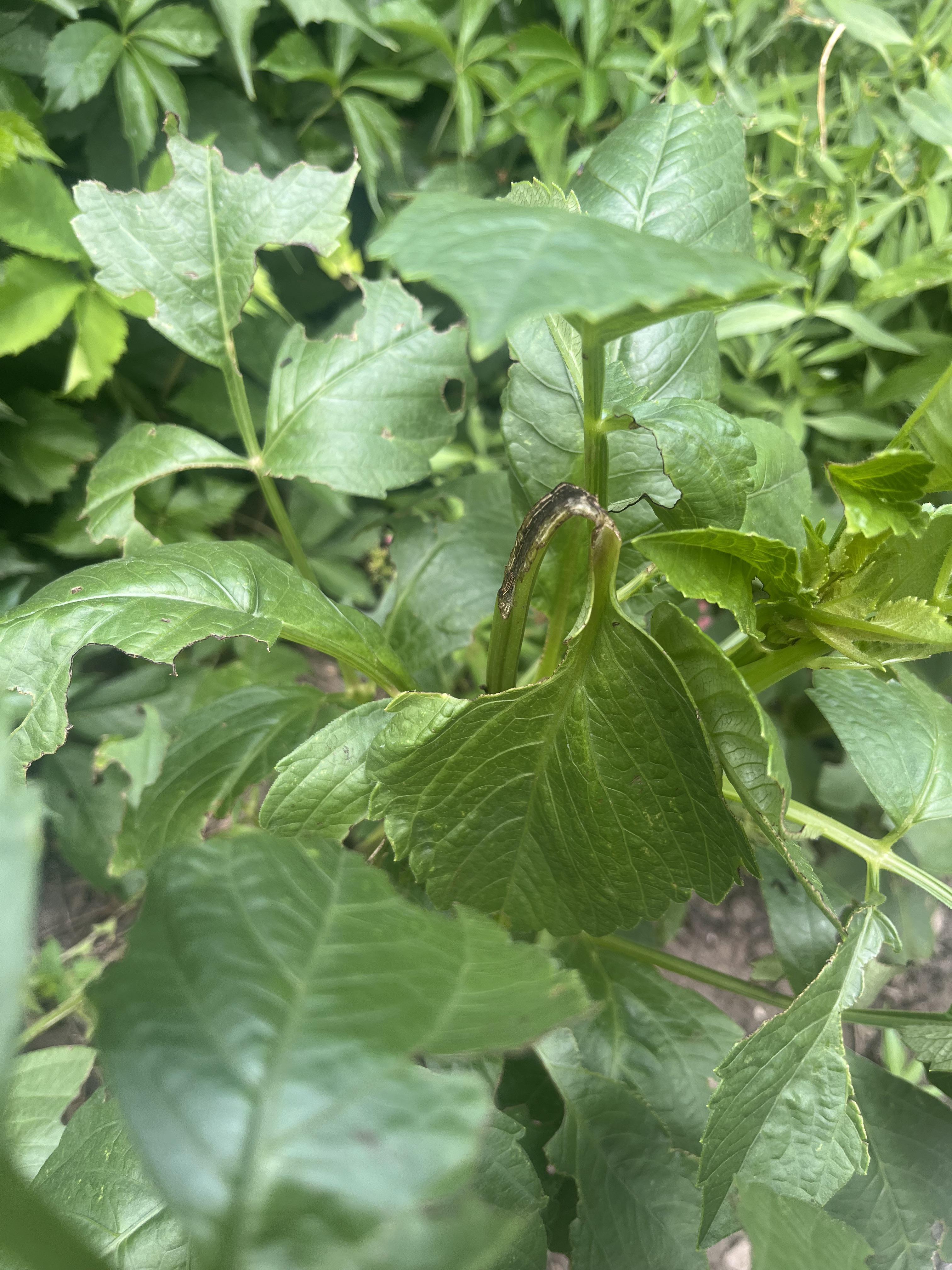 What is eating my dahlias? r/dahlias