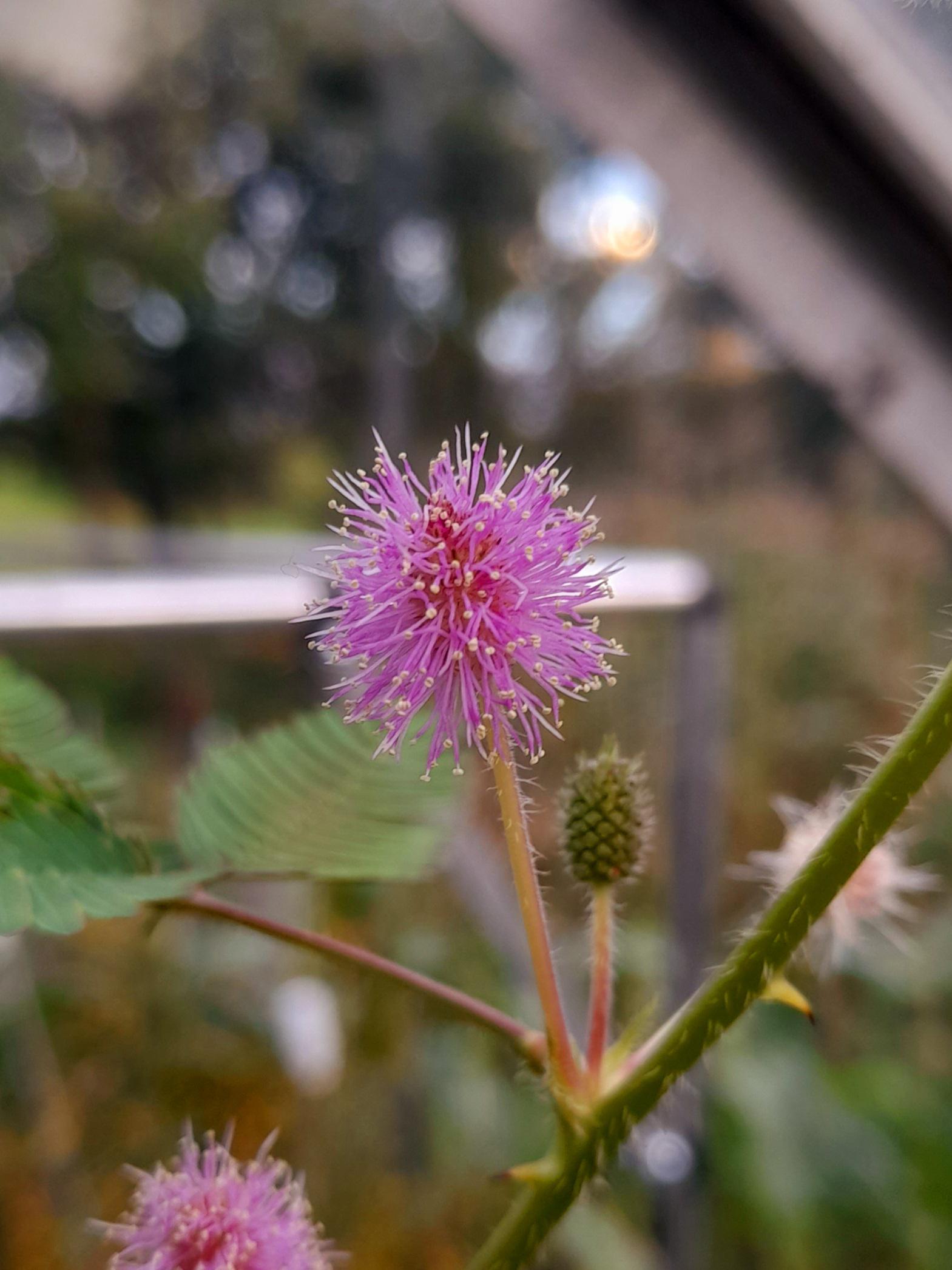 The delicate little flower of Mimosa. r/gardening
