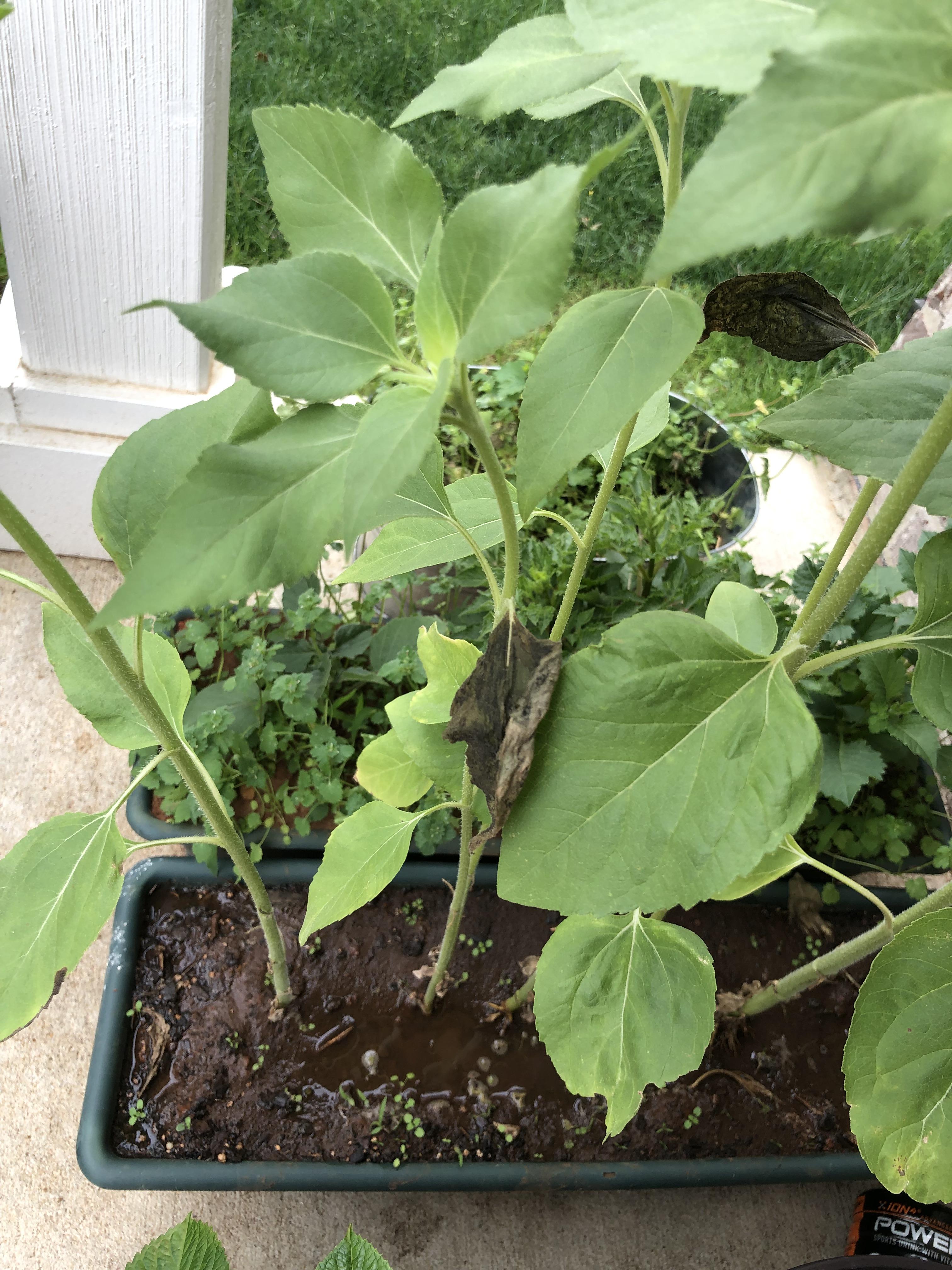 Why are some of my sunflower leaves dying? r/whatisthisthing