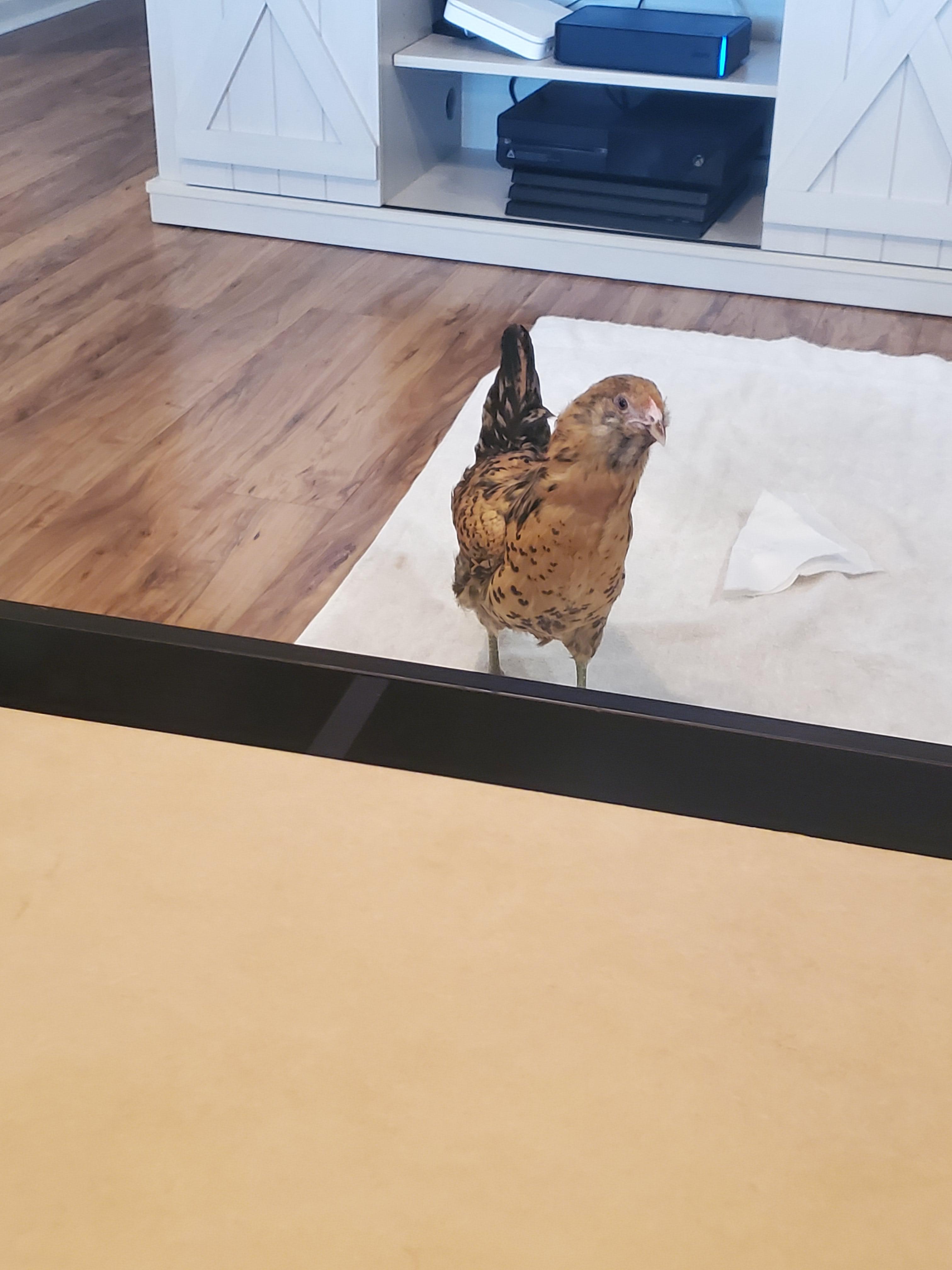 Chicken in the house r/BackYardChickens