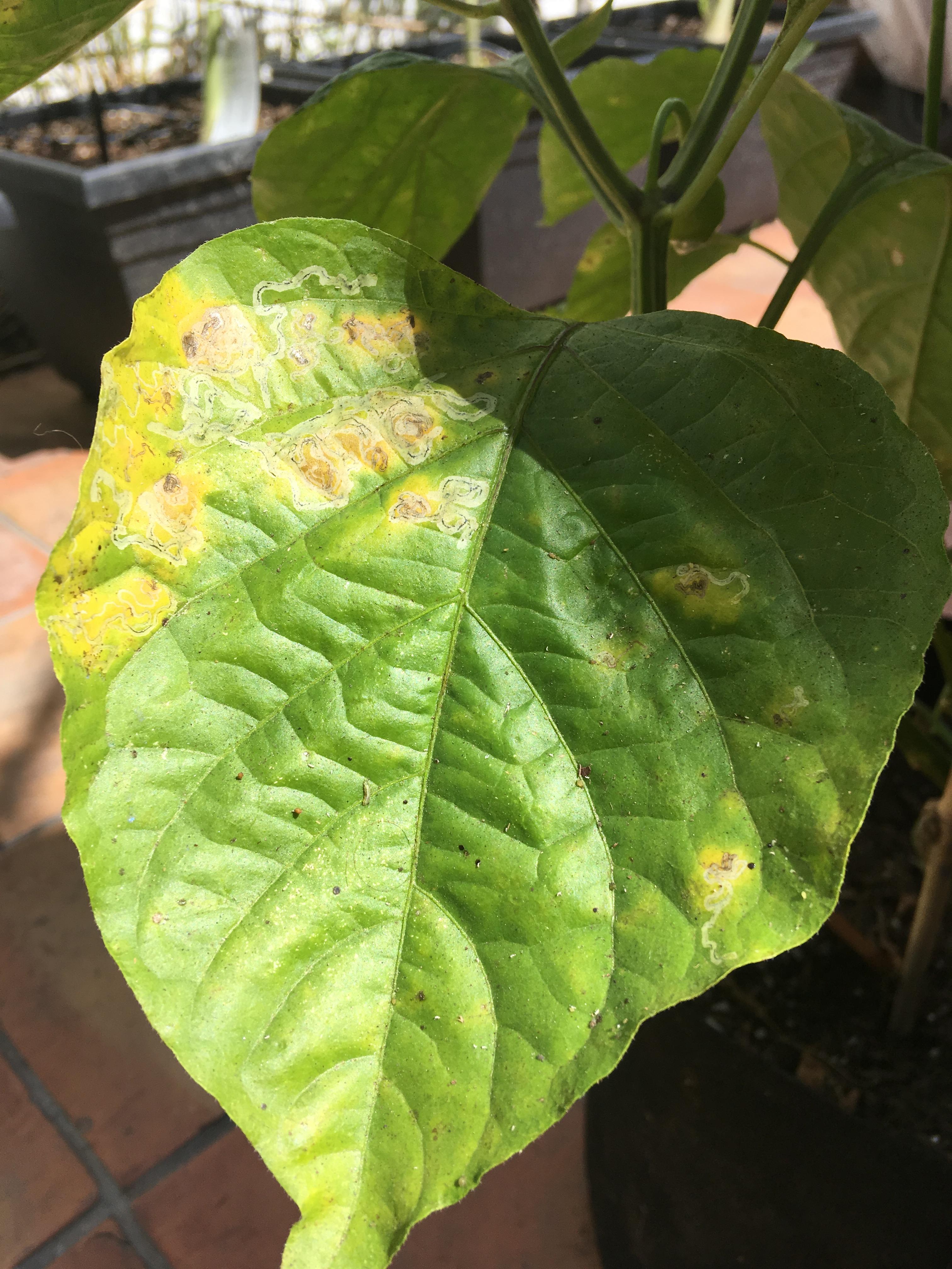 All 20 of my pepper plants are starting to get these brown and yellow
