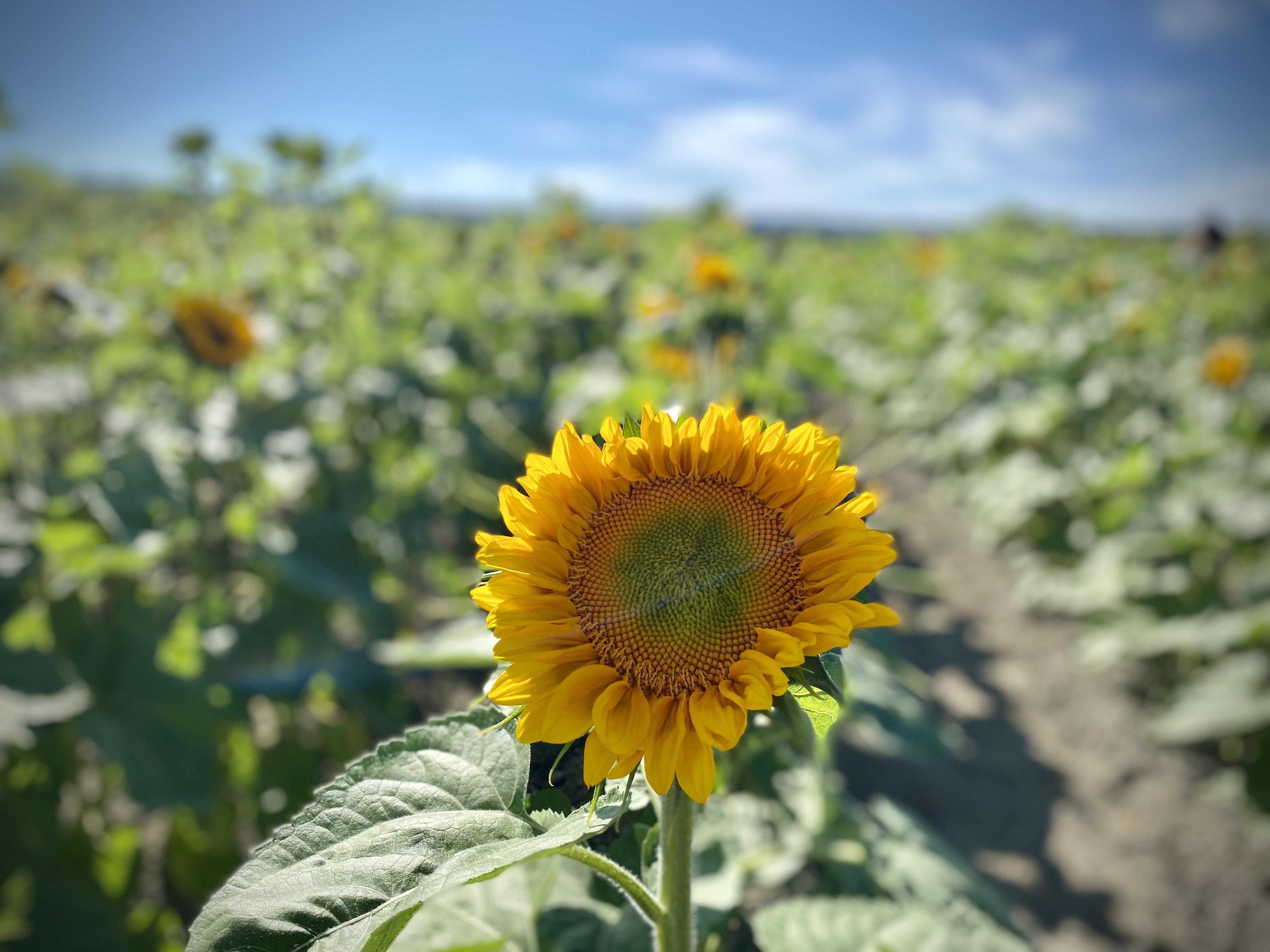 Sunflower festival, Snohomish, Washington [OC] [3500x3450] r/EarthPorn