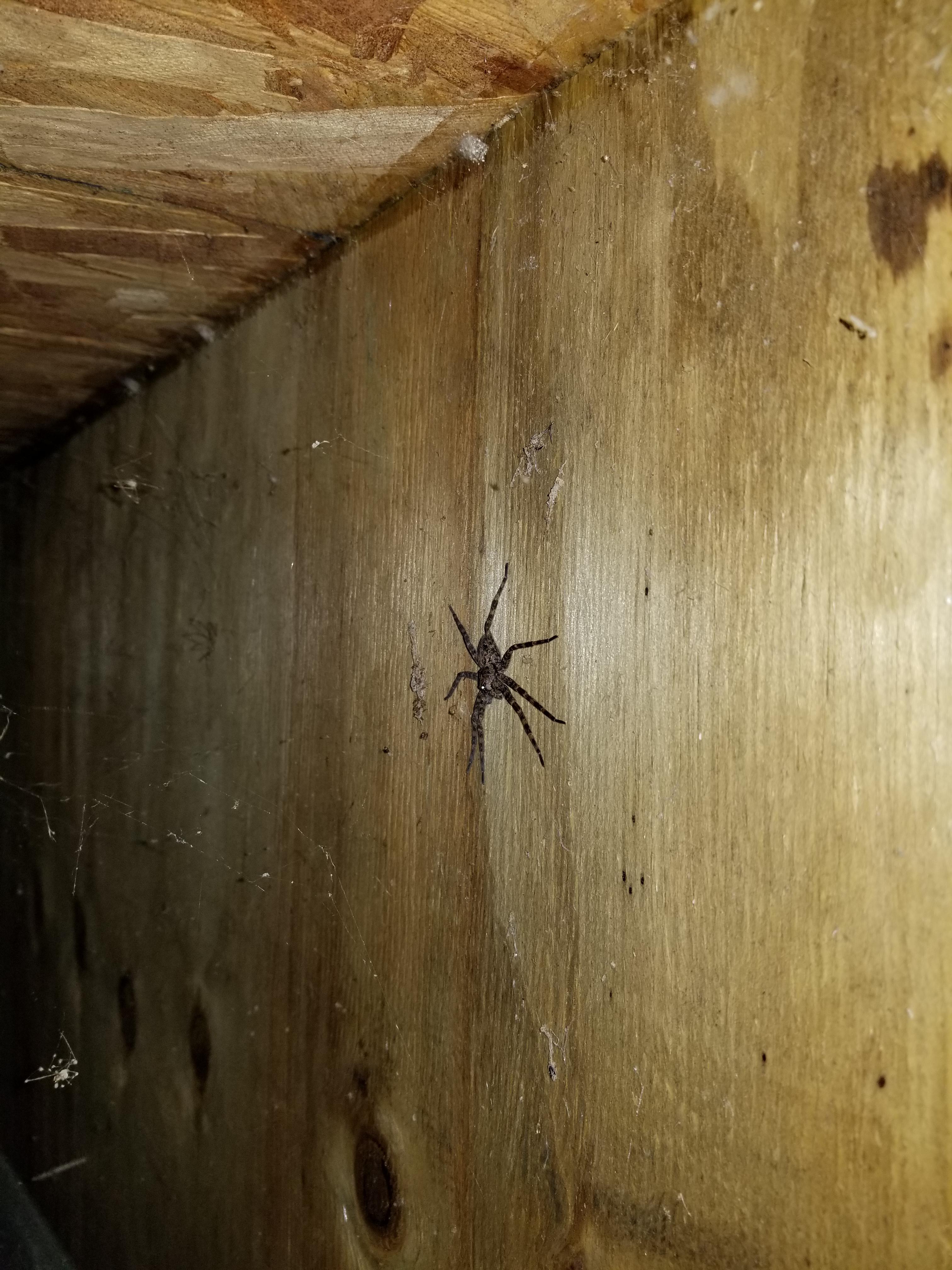 This guy was in my crawl space. What is it? CT, USA r/spiders