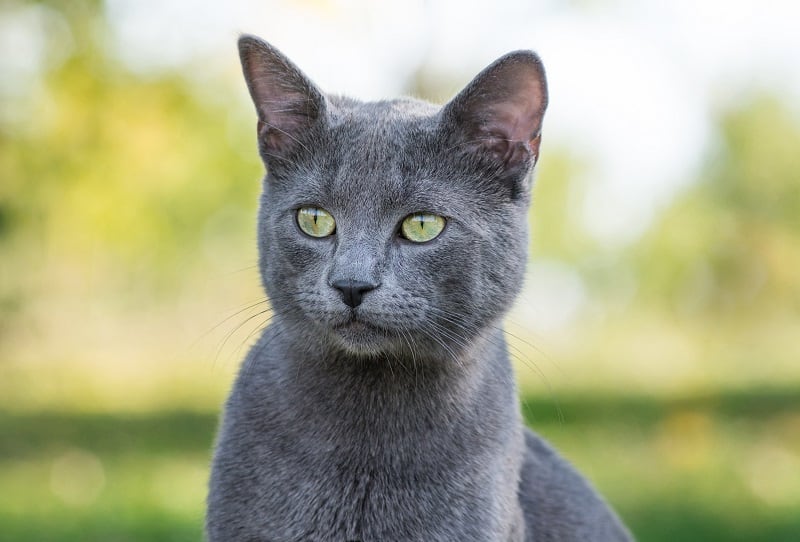Hypoallergenic Cats Russian Blue