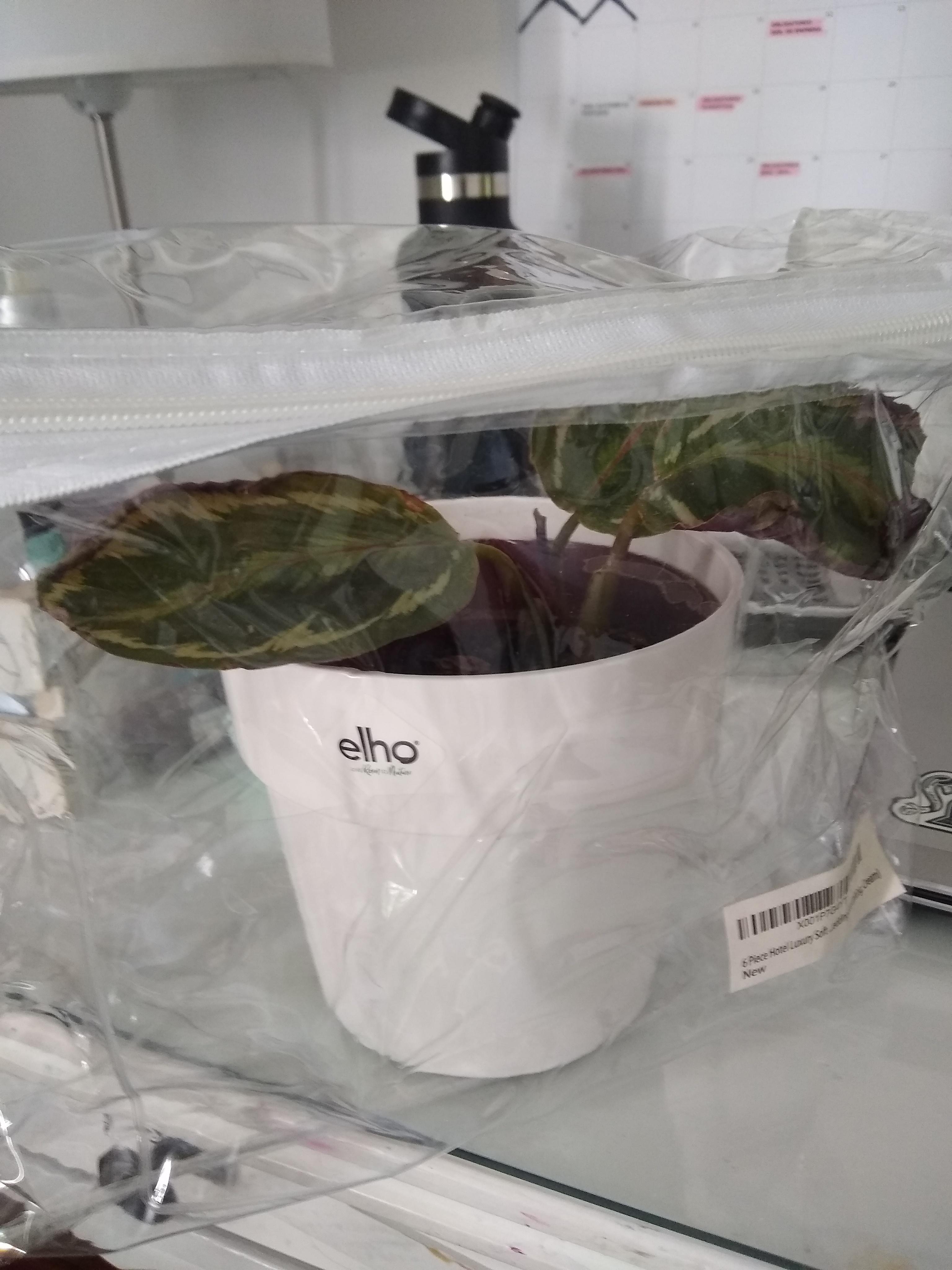 I wanted to share something I do when one of my plants needs some extra