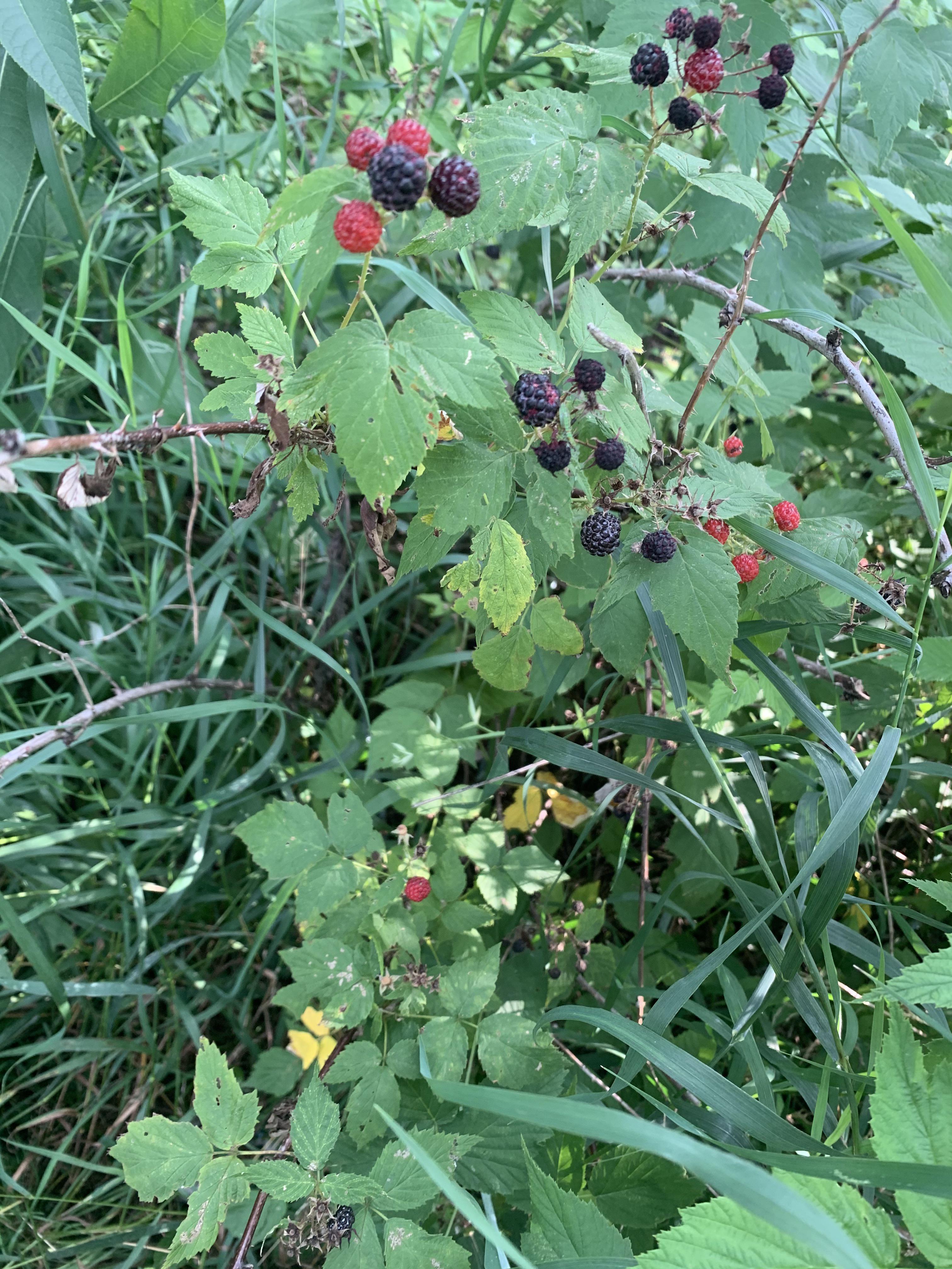 Is this a wild blackberry bush behind my apartment? r/Berries