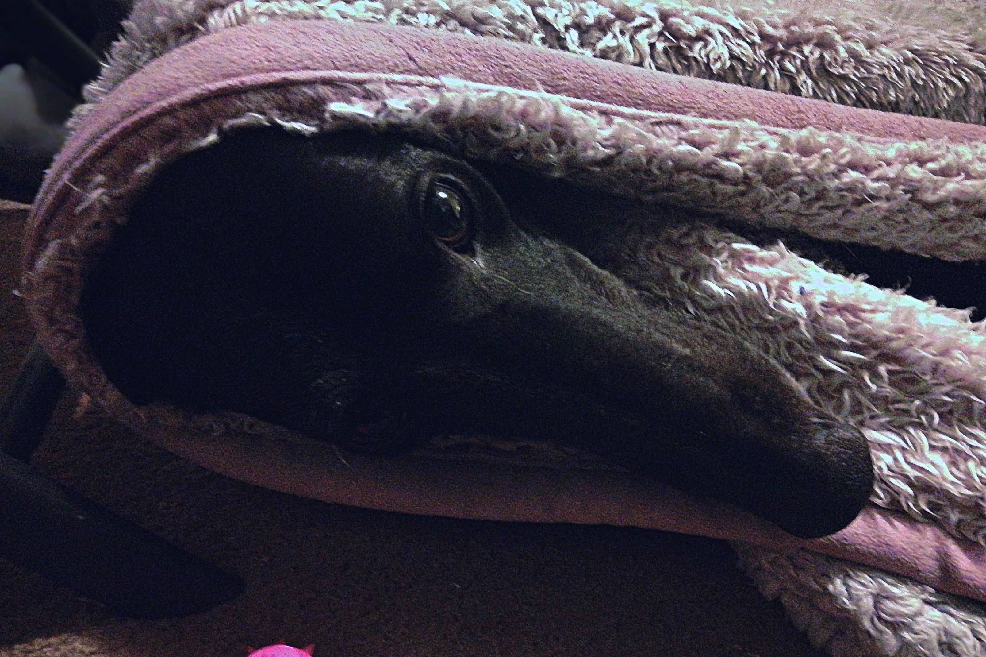 Blanket life is best life r/Greyhounds