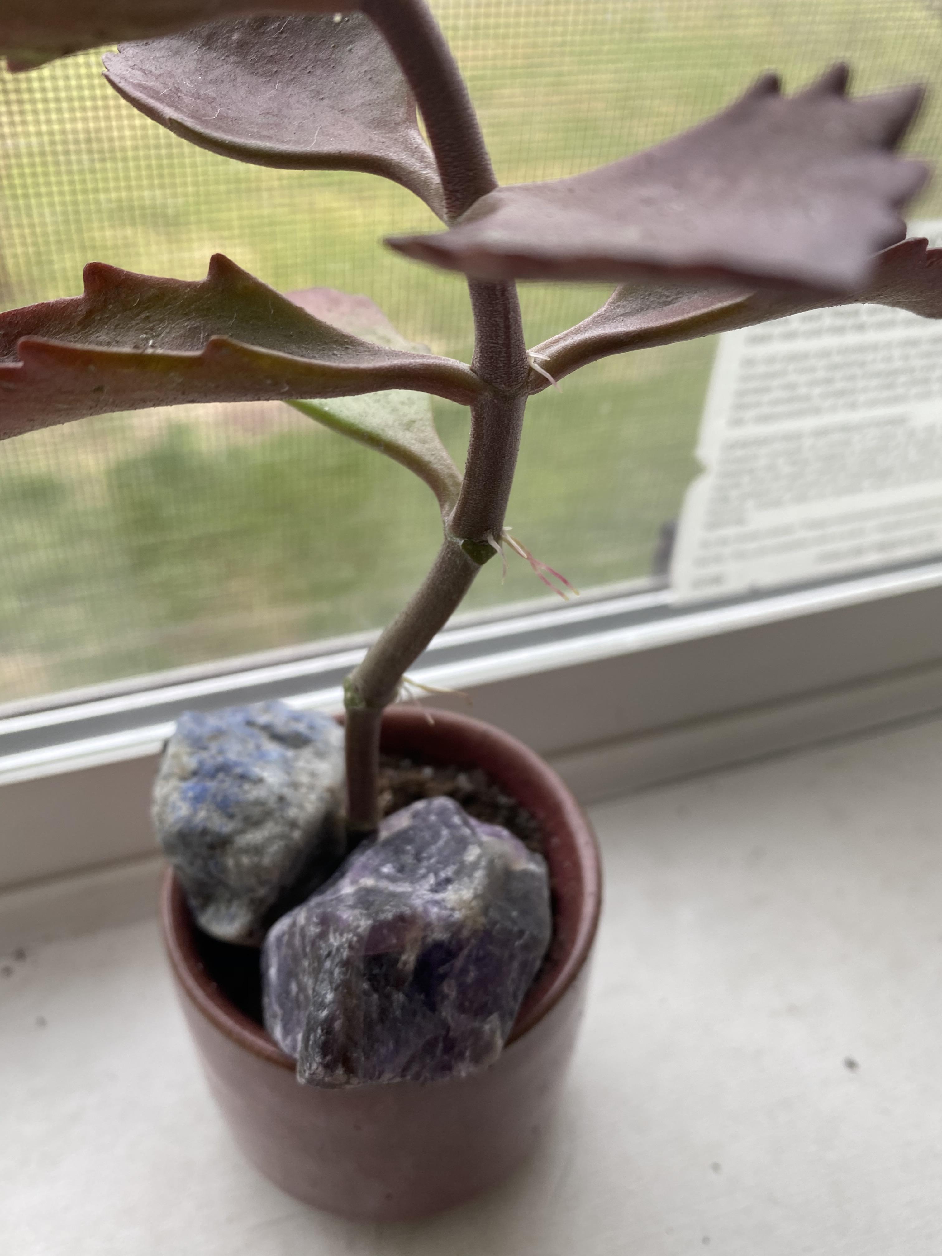 My Kalanchoe Sexangularis has been growing aerial roots over the past