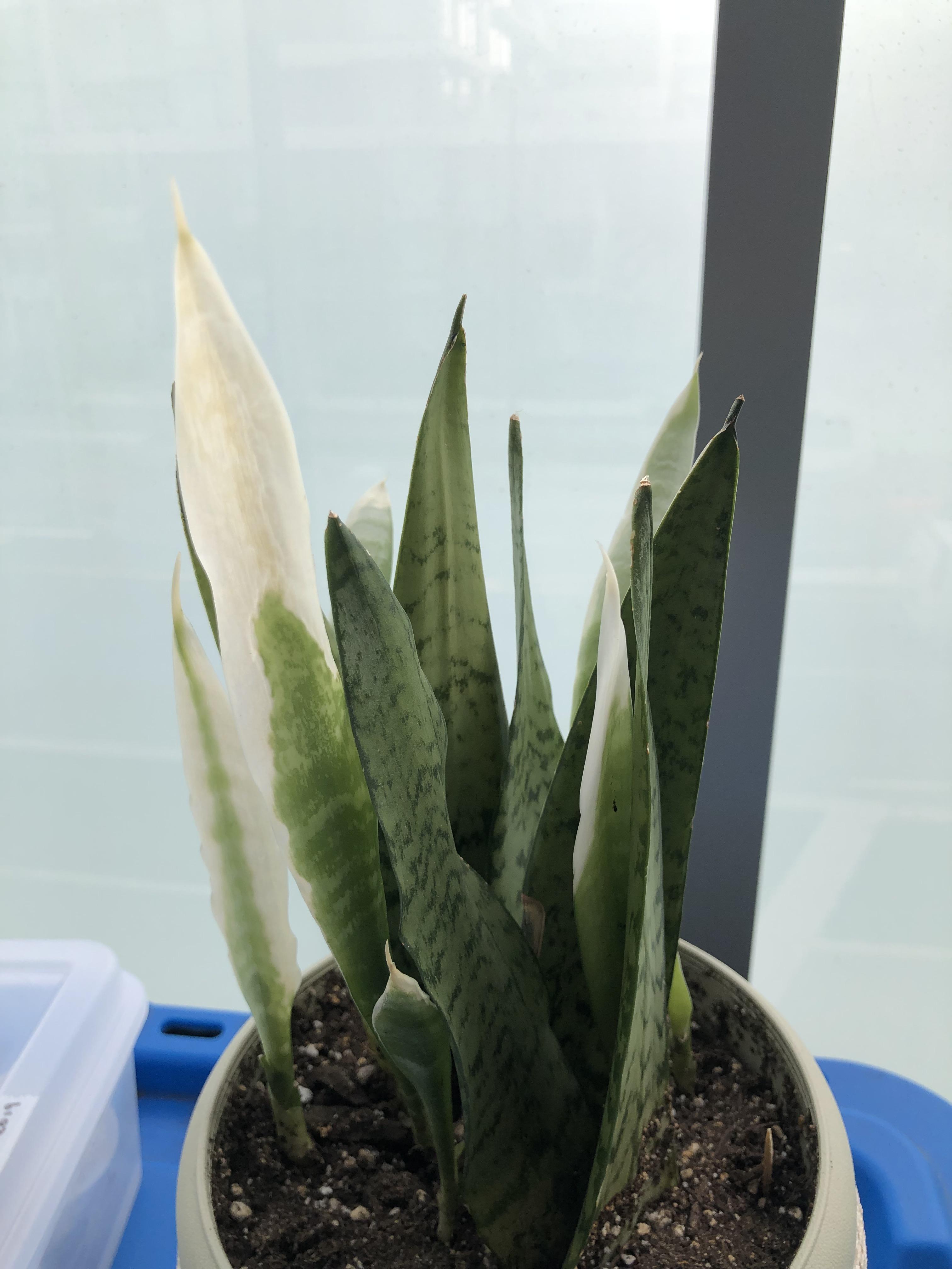 Snake plant is turning white !? I love it but why?