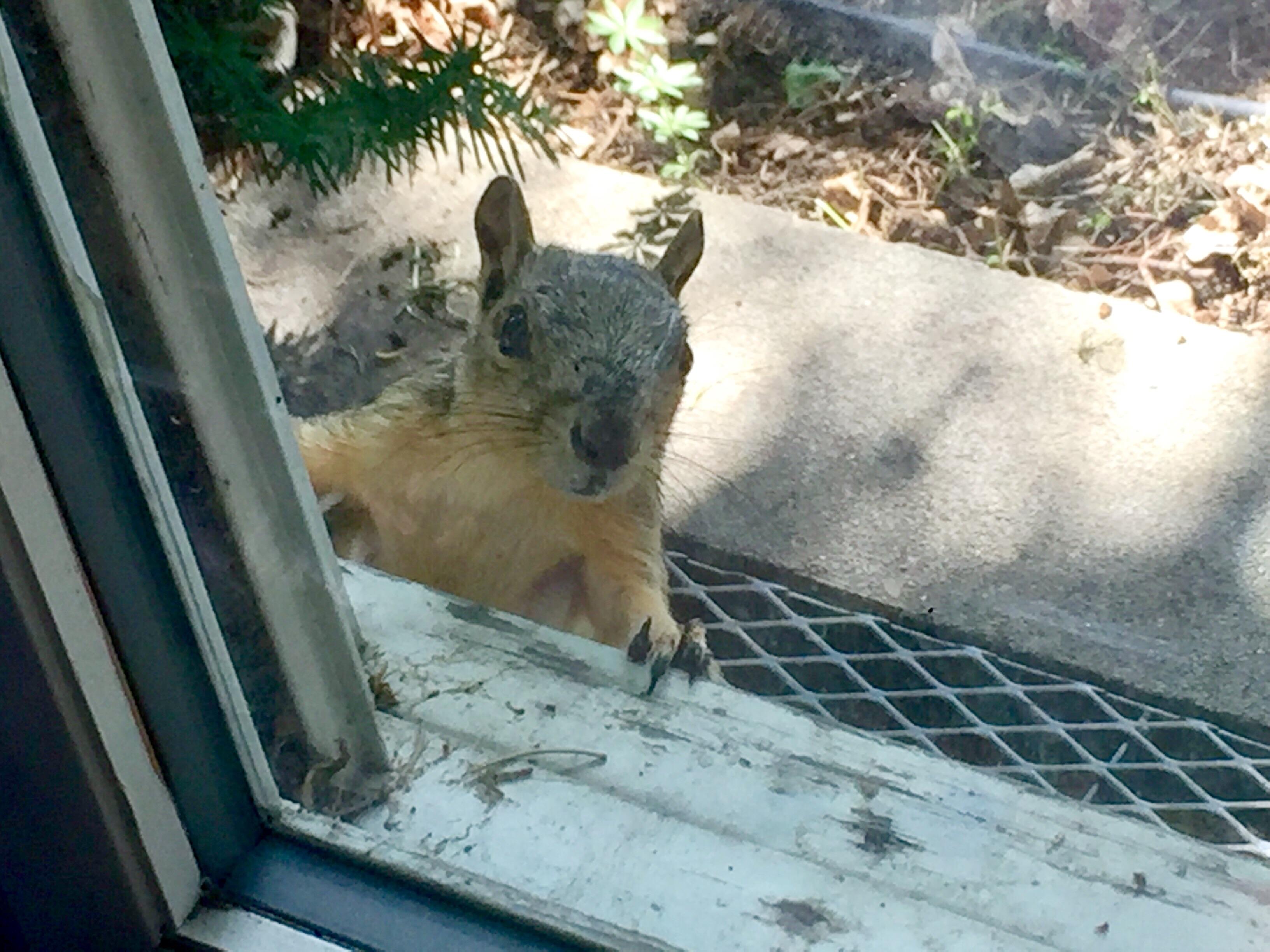 Time to fix the window screen r/squirrels