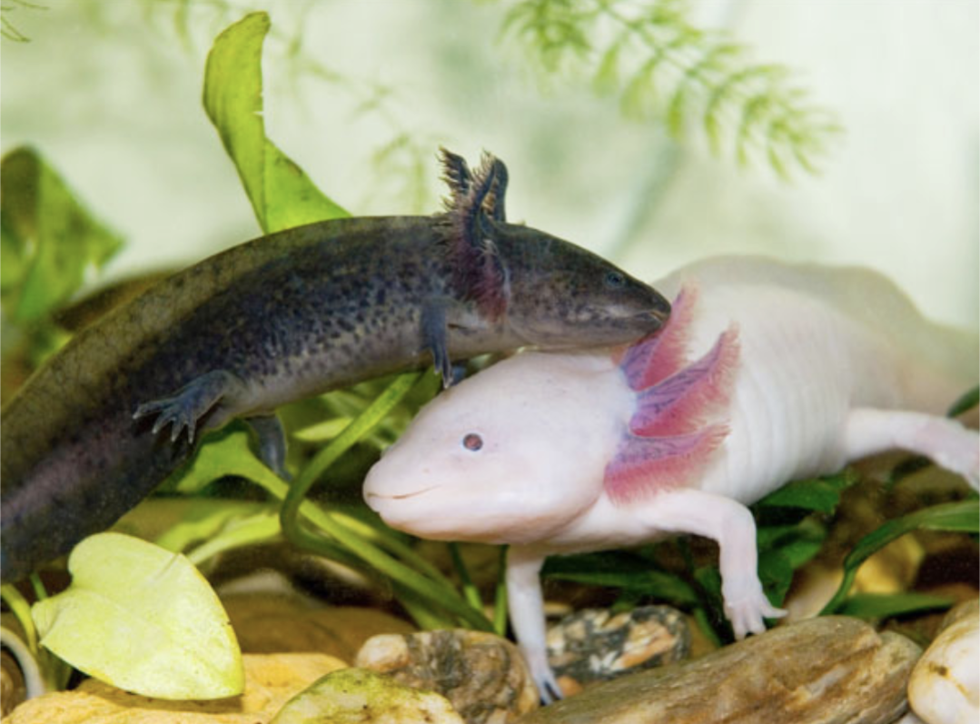Axolotls together or divided? r/Aquariums