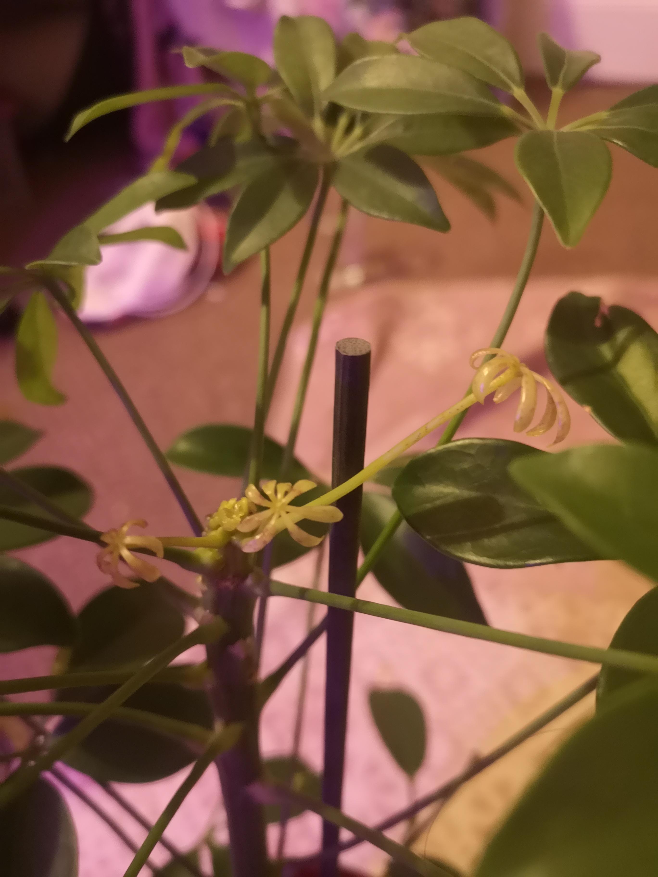 Hive mind! What could be causing these brown spots onnthe new growth of