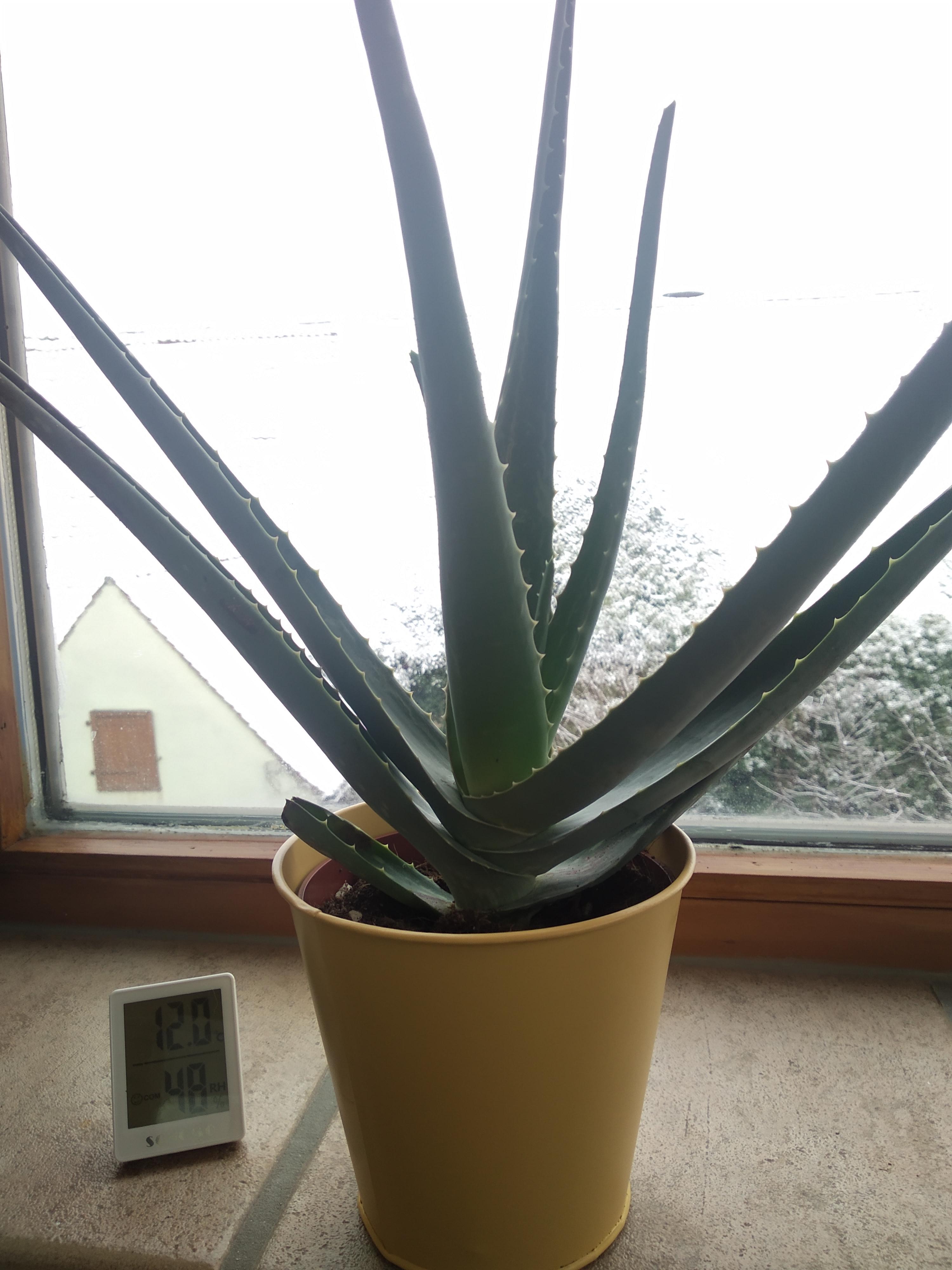 12°C in the closed winter garden. Should I move my aloe vera plants