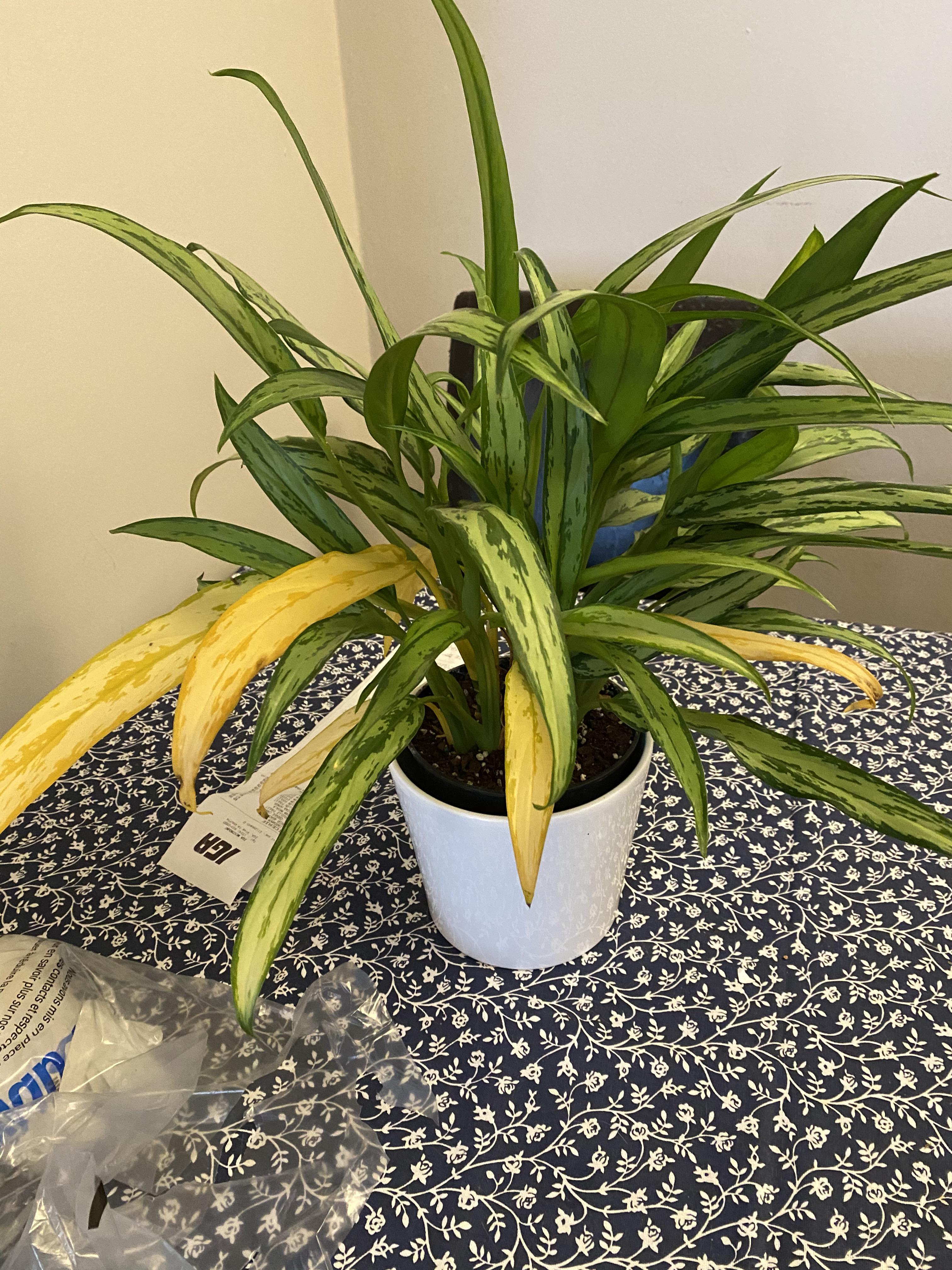 Why is my plant turning yellow ( r/plantclinic