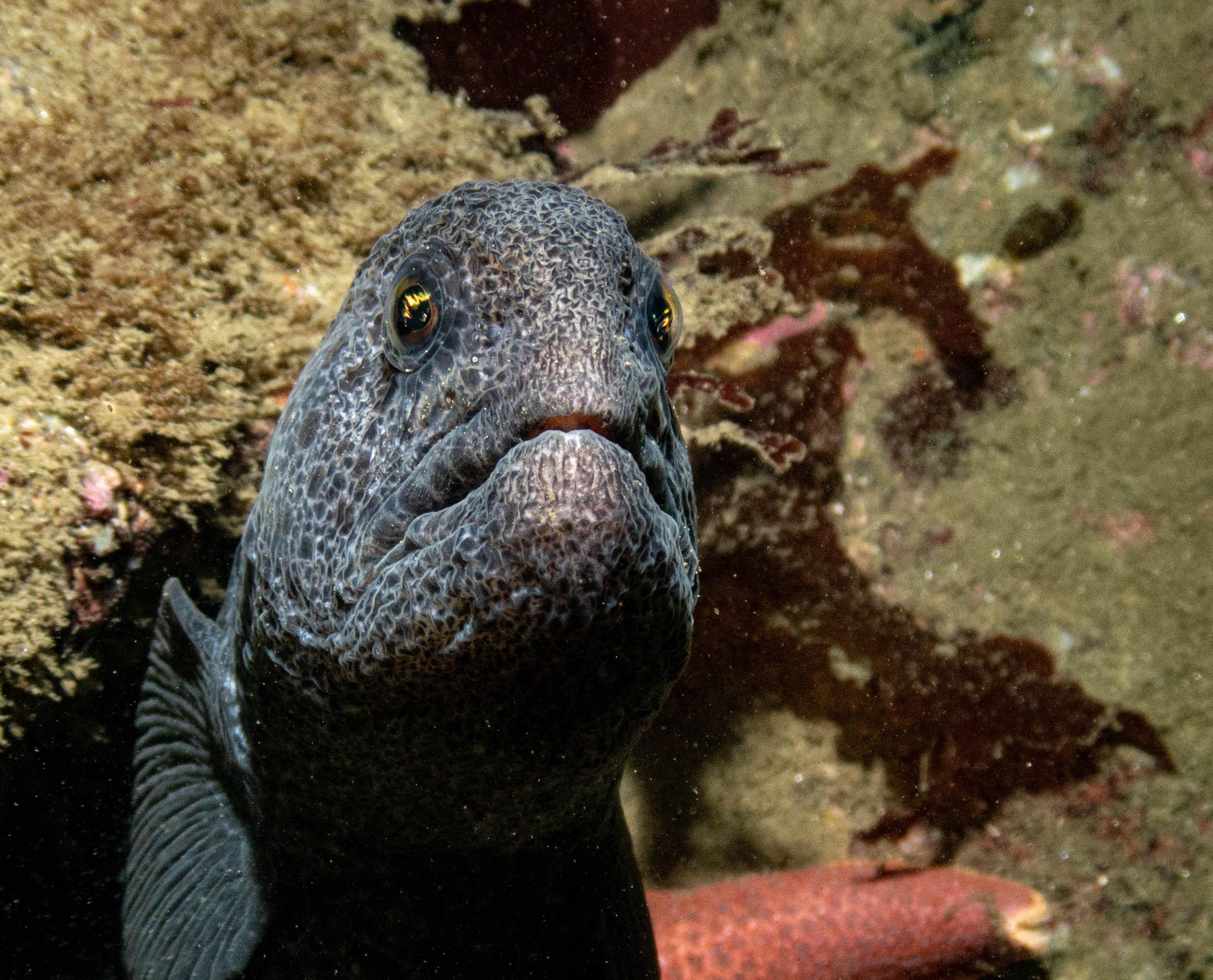 Wolf Eel Monterey, California r/scuba