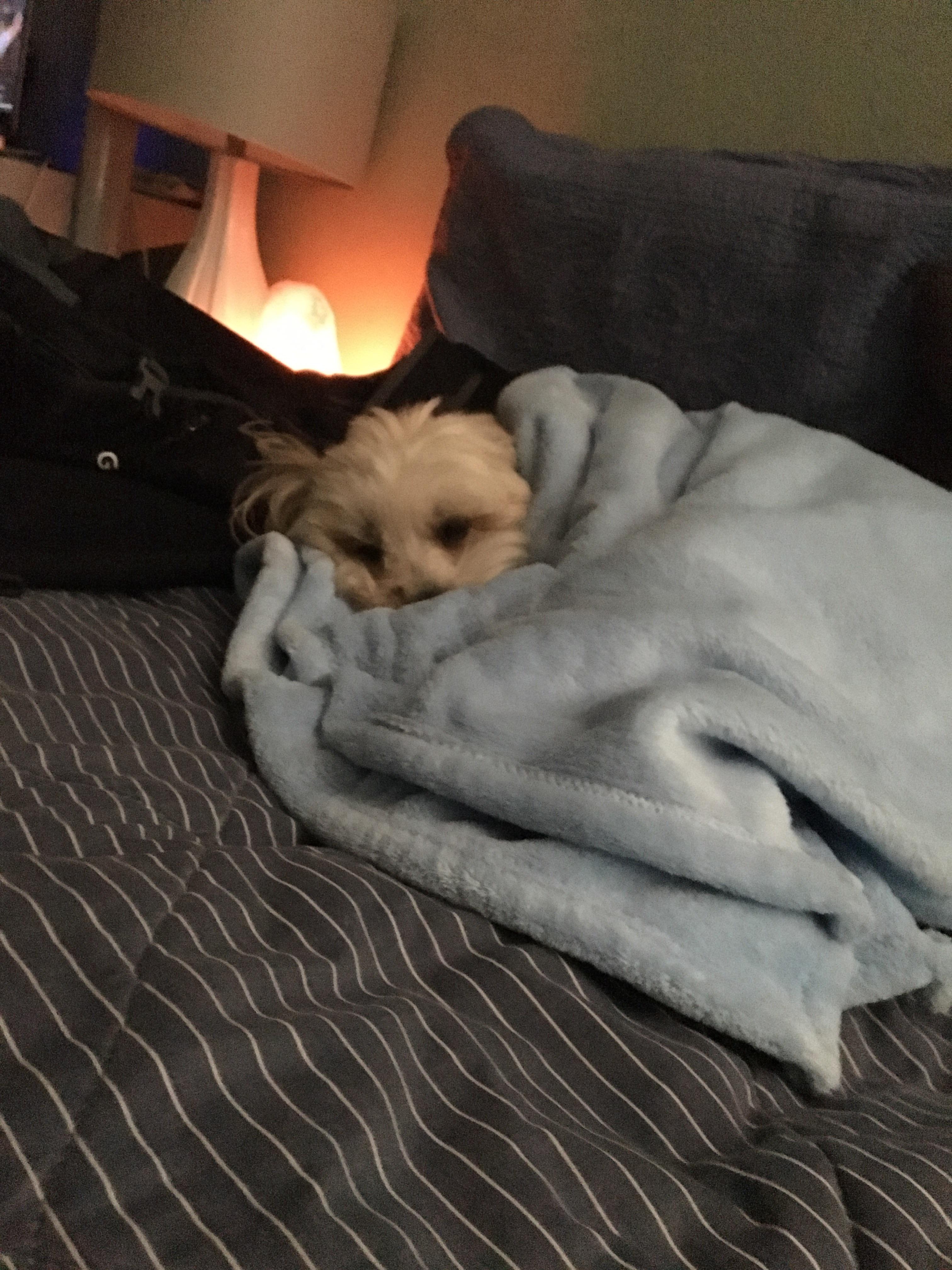 Sunny likes to nap after his morning walk r/TuckedInPuppies