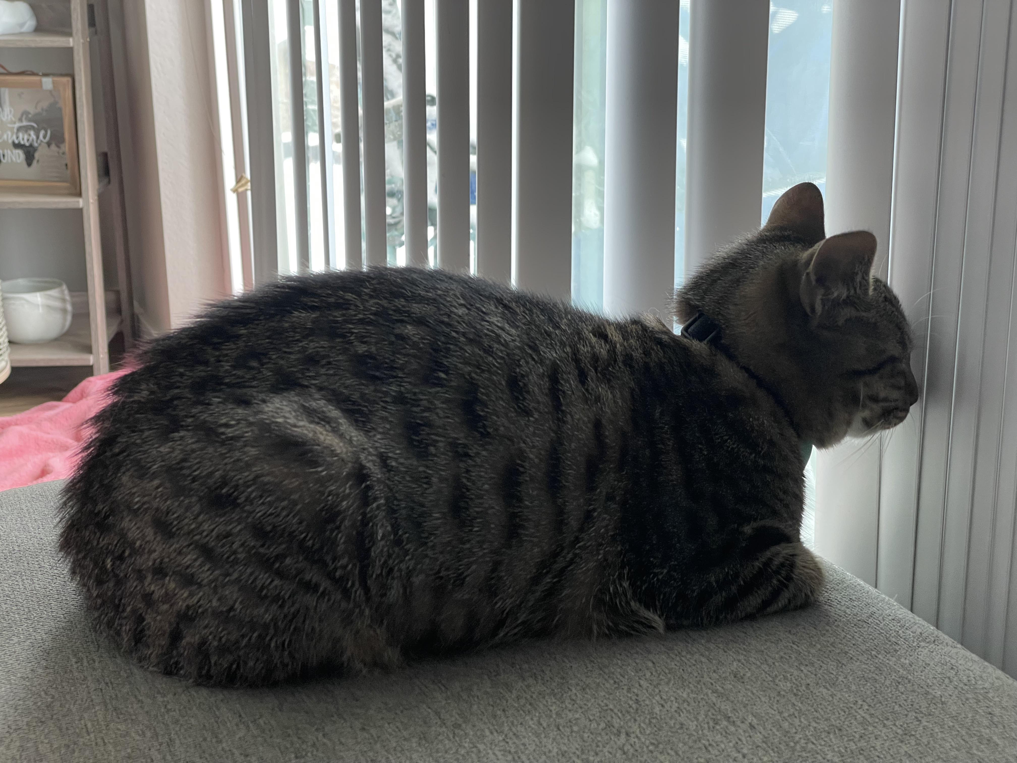 Do cats normally put themselves in timeout? cats