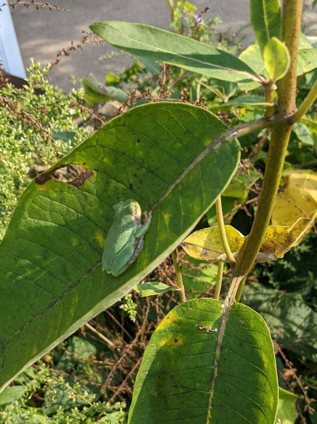 help identify on a common milkweed plant near Dayton, Ohio, USA. r