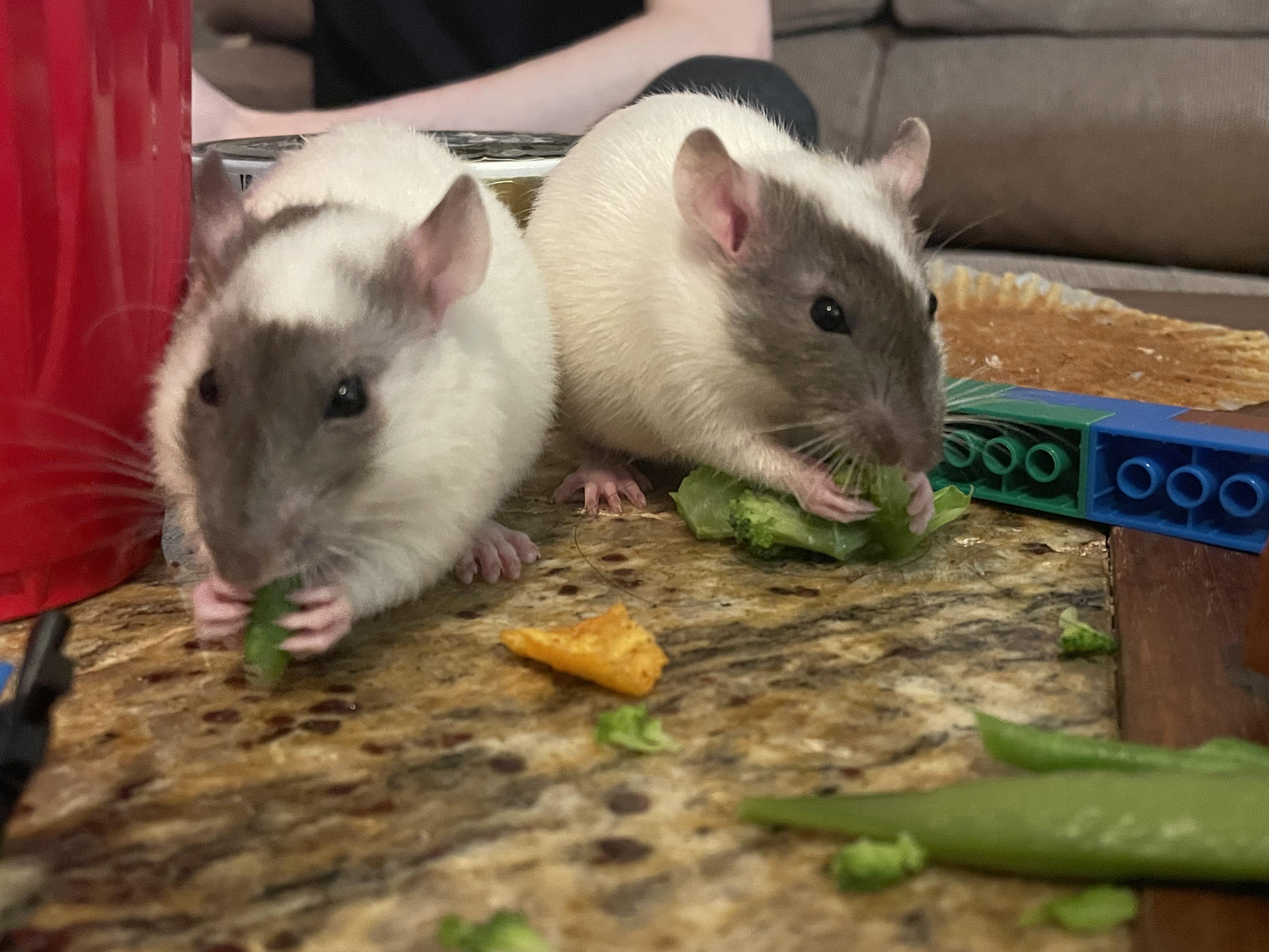 The rat brothers, thieves of doritos r/Bossfight
