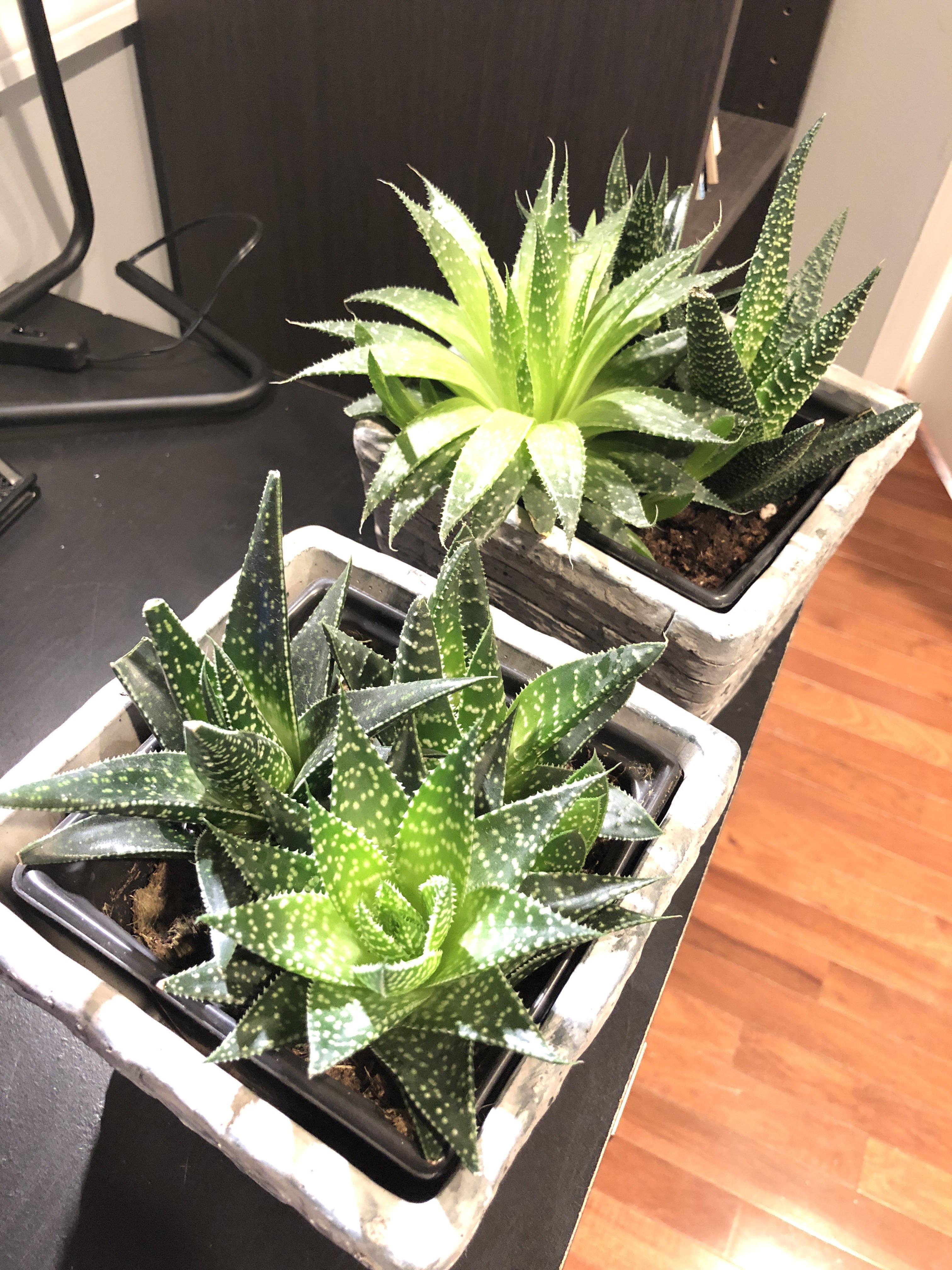 Was gifted these plants; can anyone tell me what they are and how much