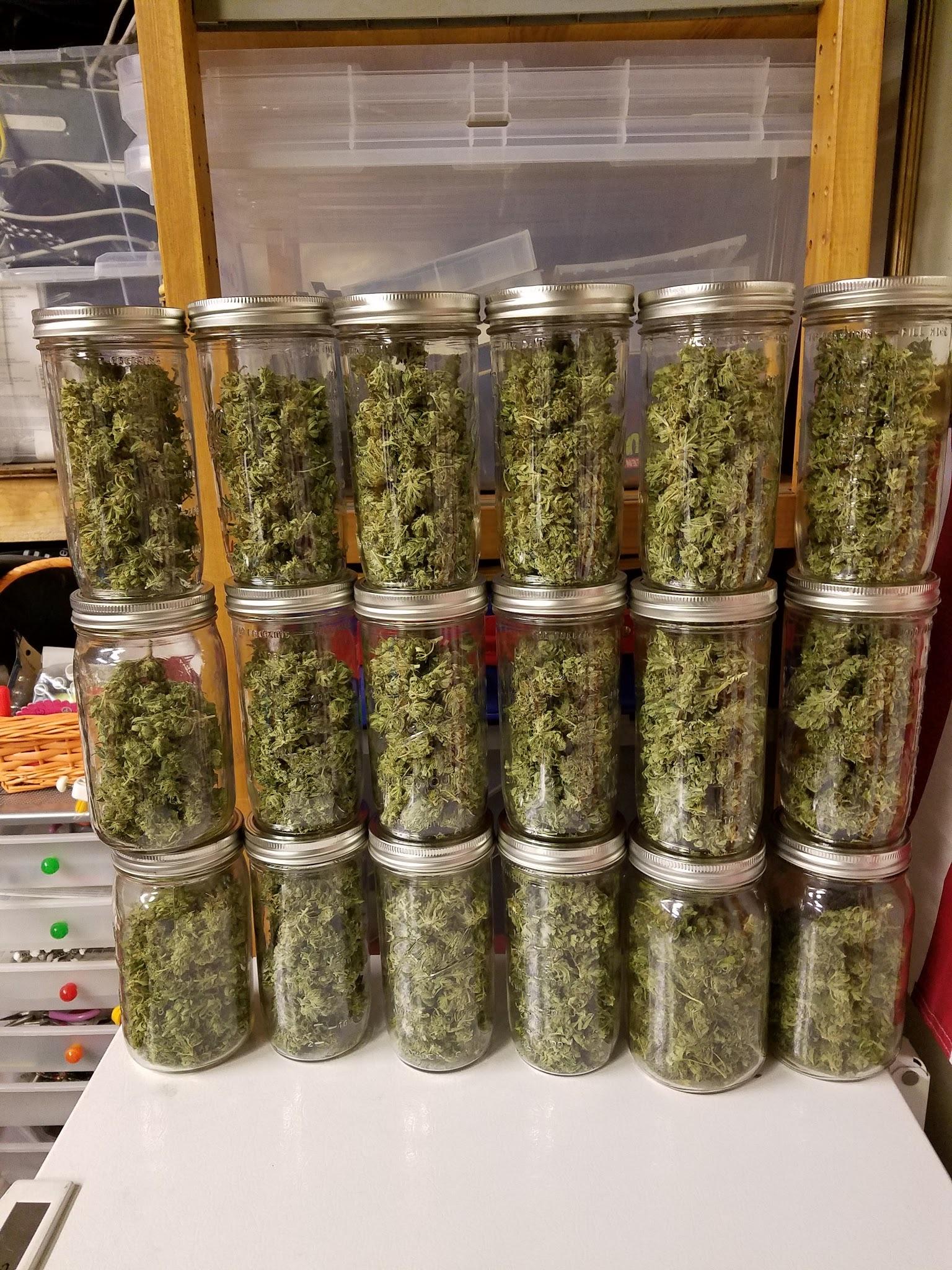 1lb of outdoor northern lights. 2 plants started on April