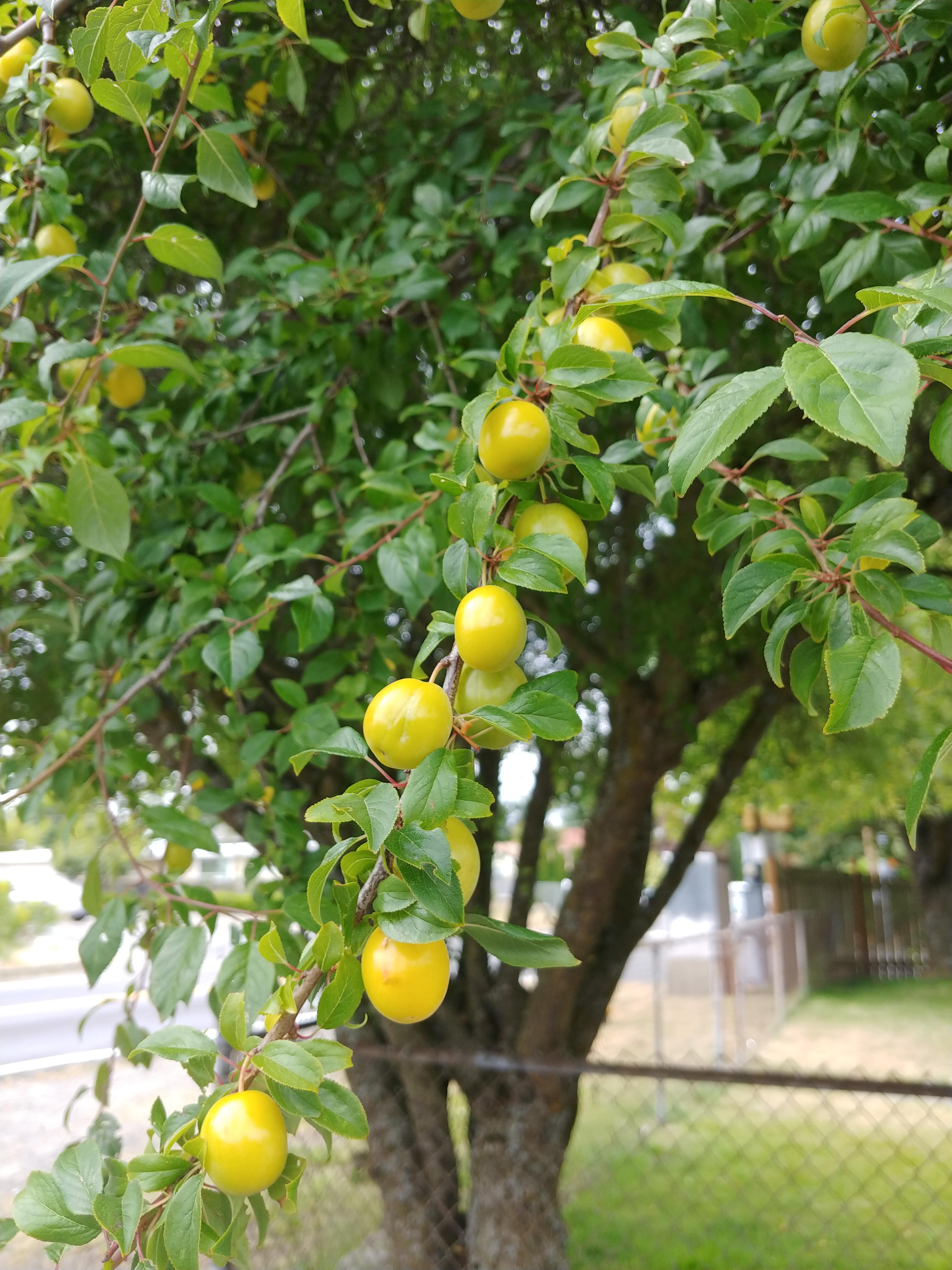 Fruit Trees Home Gardening Apple, Cherry, Pear, Plum Fruit Trees