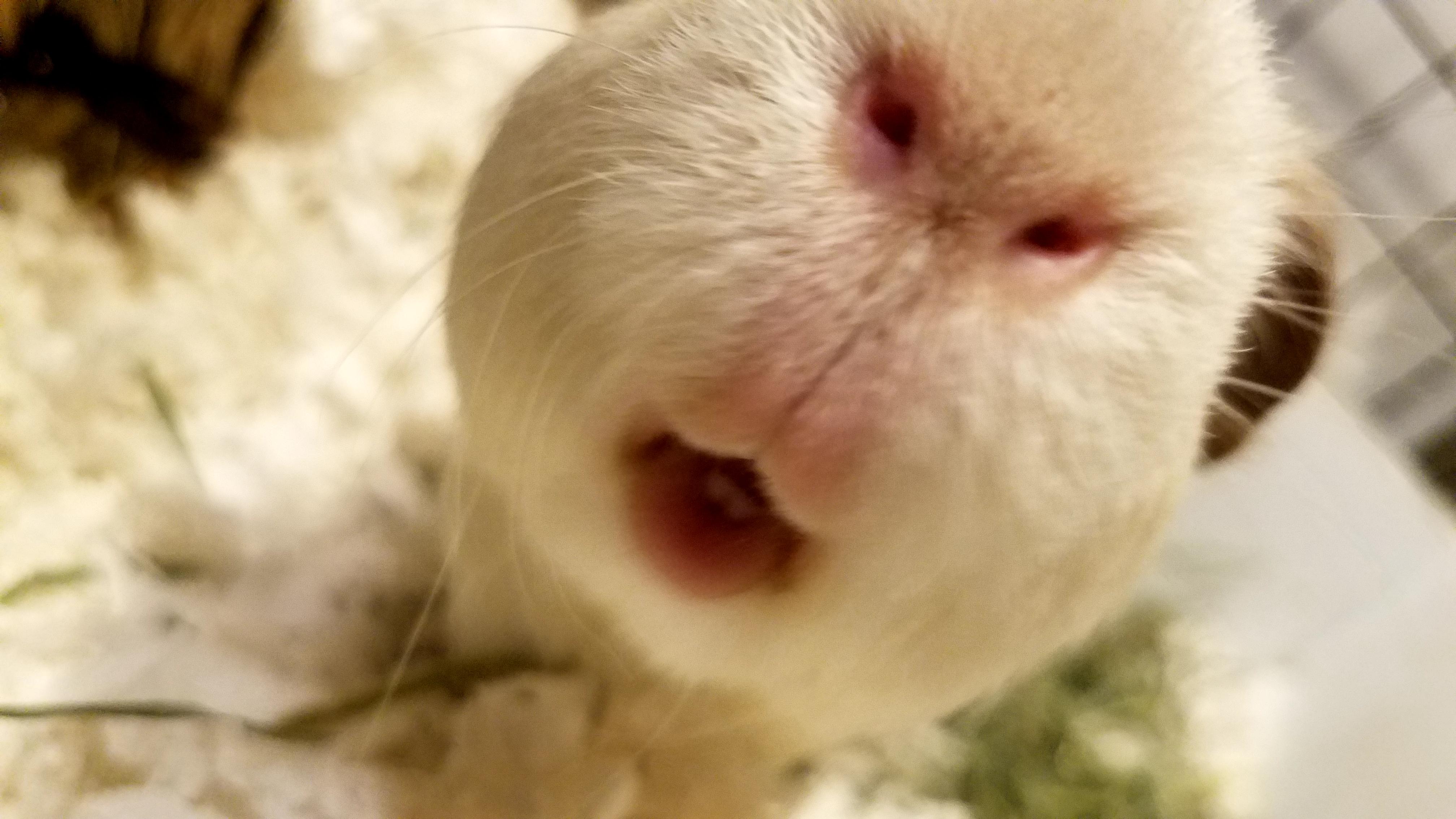 My Guinea pig's nose looks like a snow monkey. r/mildlyinteresting