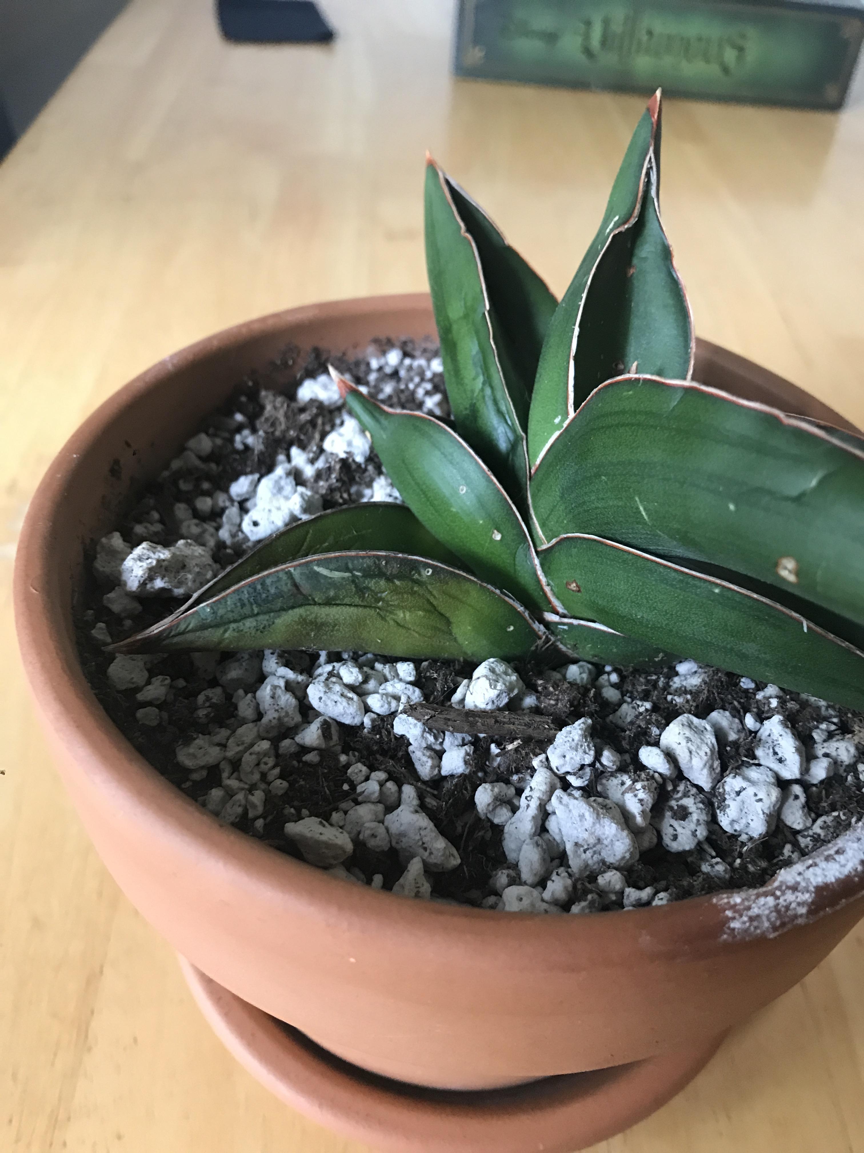 Snake plant rotting? How can I save him? r/plantclinic