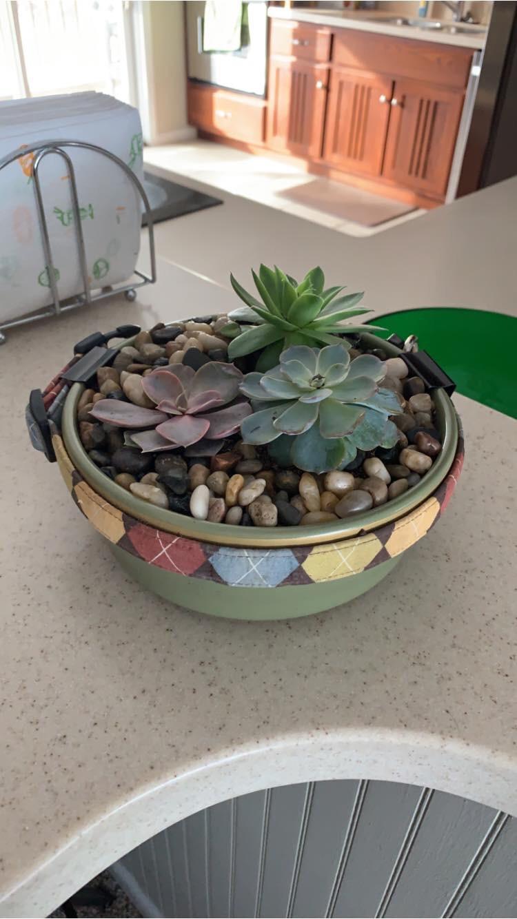 Planter I made with my old dog’s bowl and collar. I miss my old pal