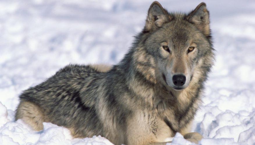 The Average Life Span of a Grey Wolf is about 68 years. Coincidentally