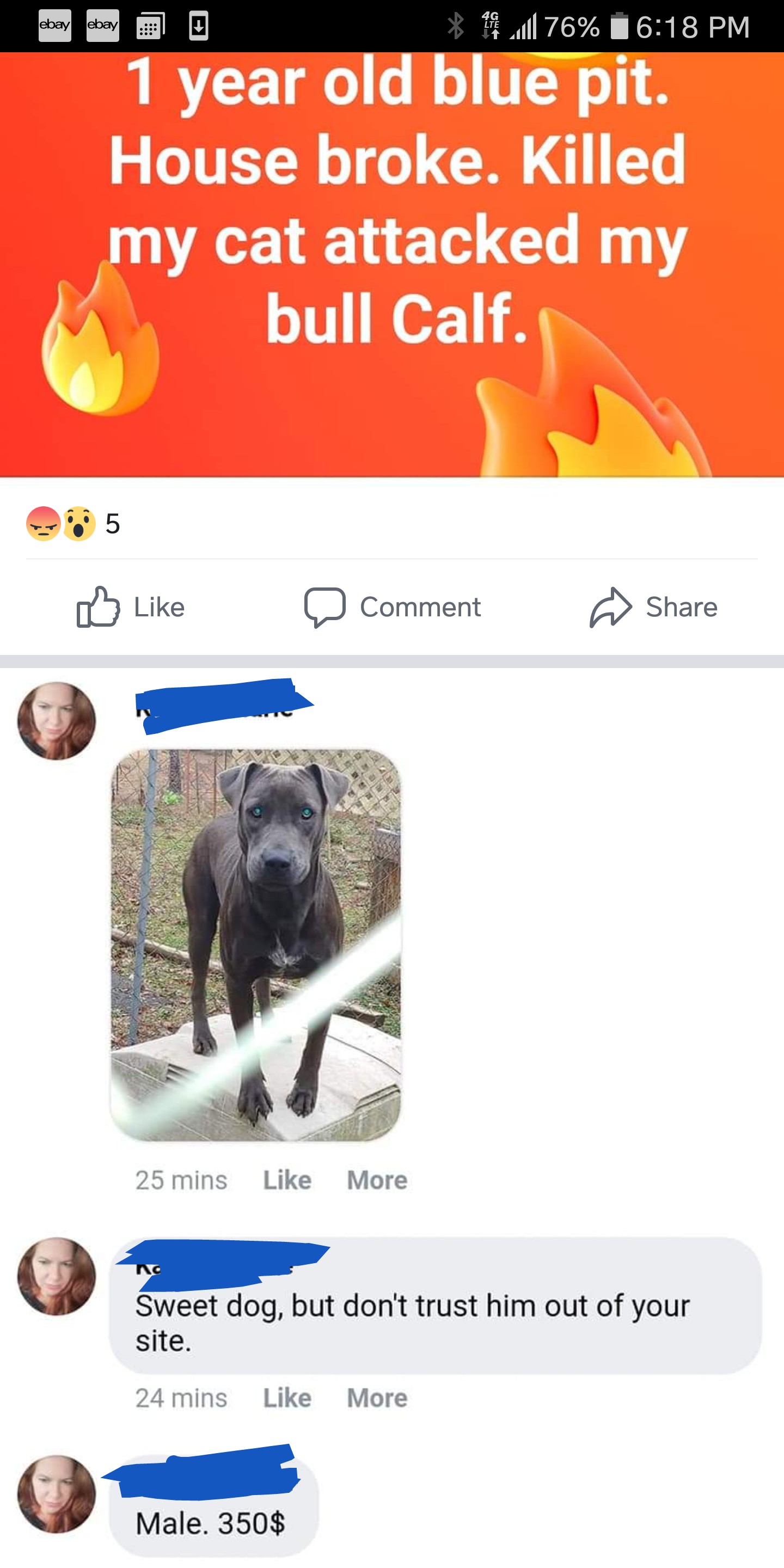 Would My Dog Kill A Cat