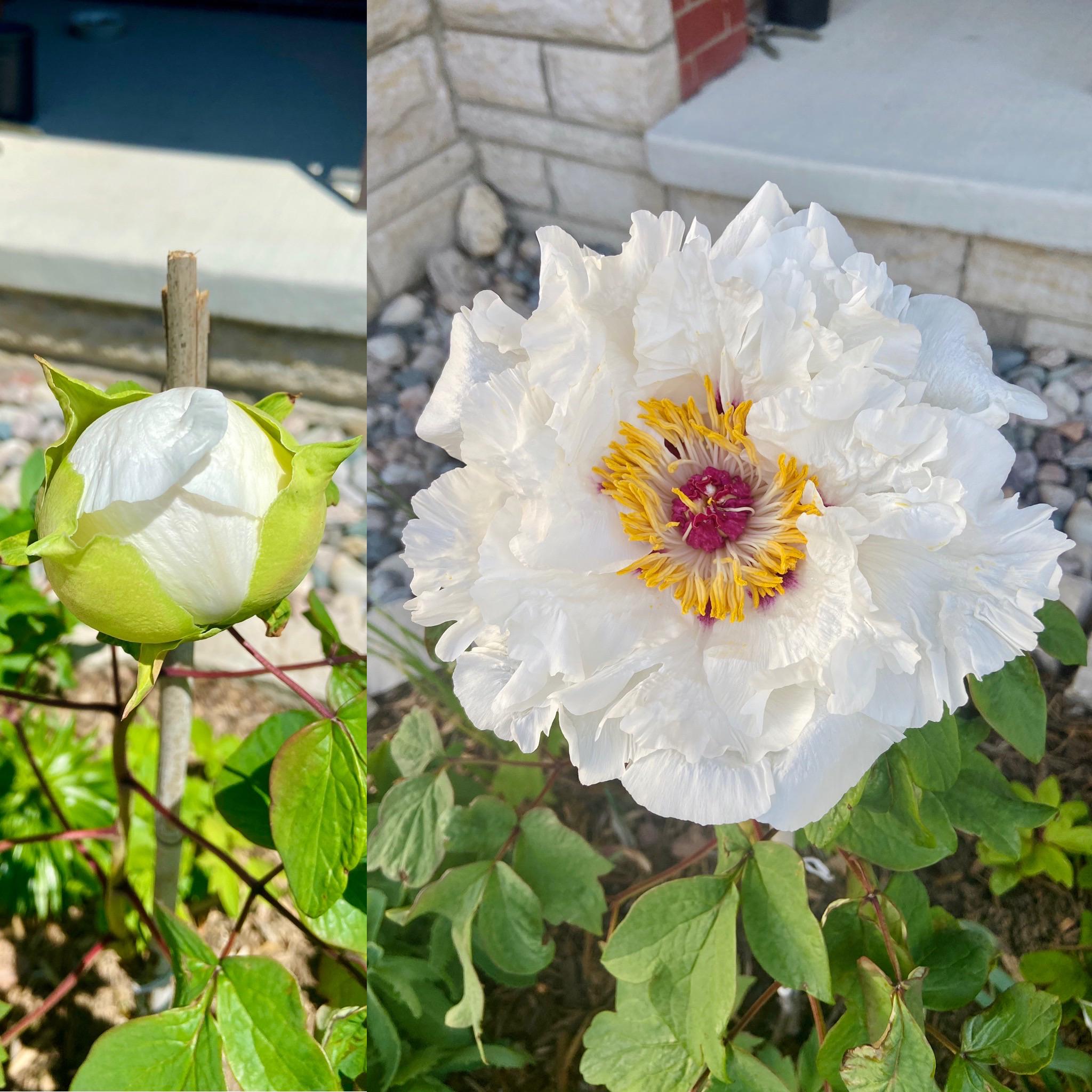 One day progress on this tree peony bloom, 1pm to 7pm! r/gardening