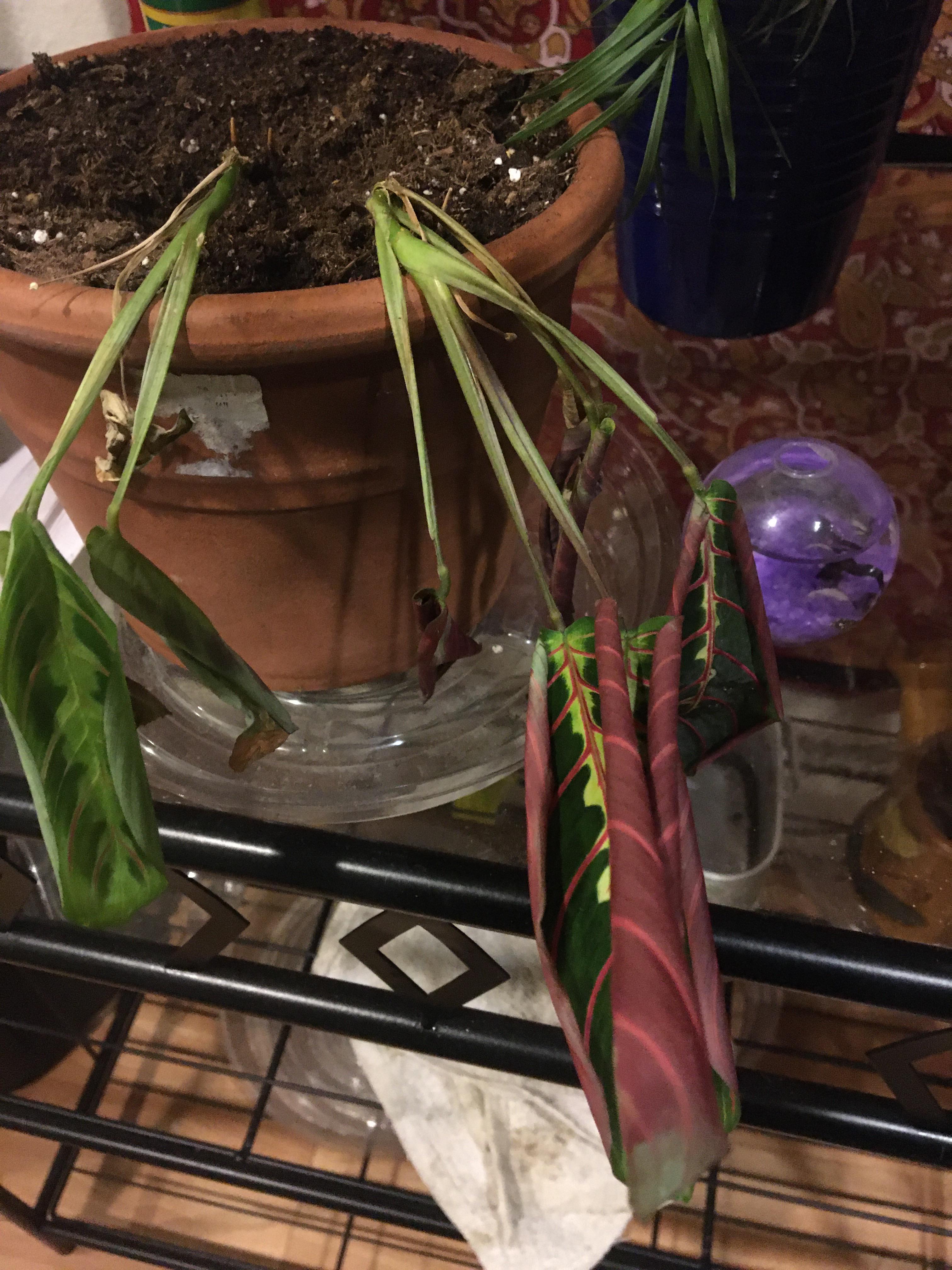 Prayer plant is always curled up? Why? r/plantclinic