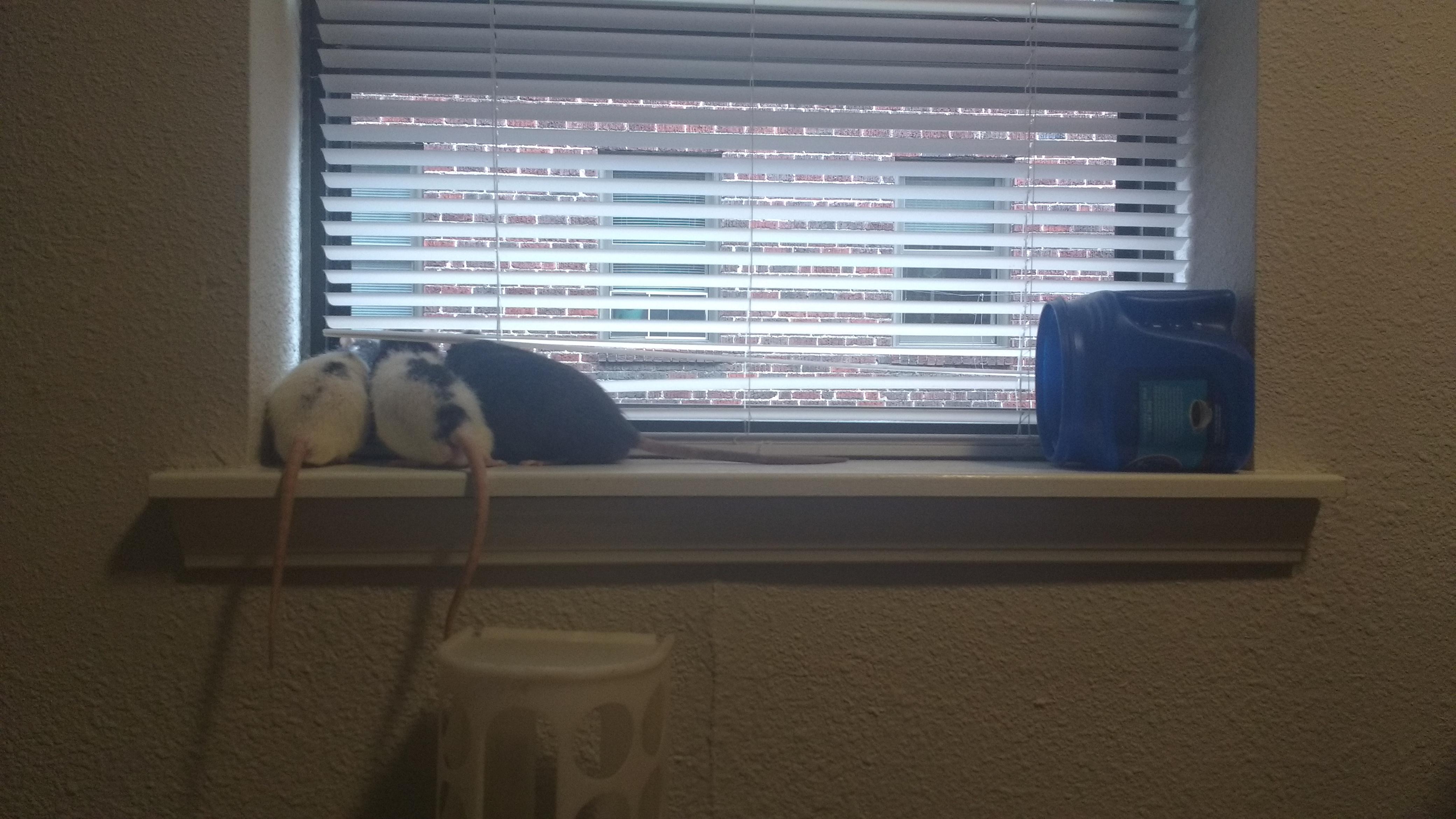 Ratties enjoying some fresh air r/RATS