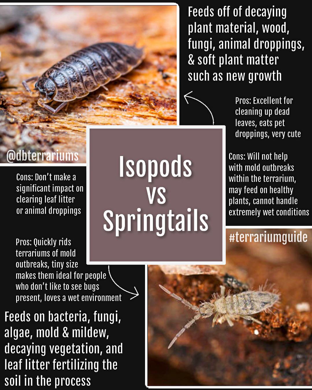 Springtails vs Isopods for terrariums understanding how they benefit