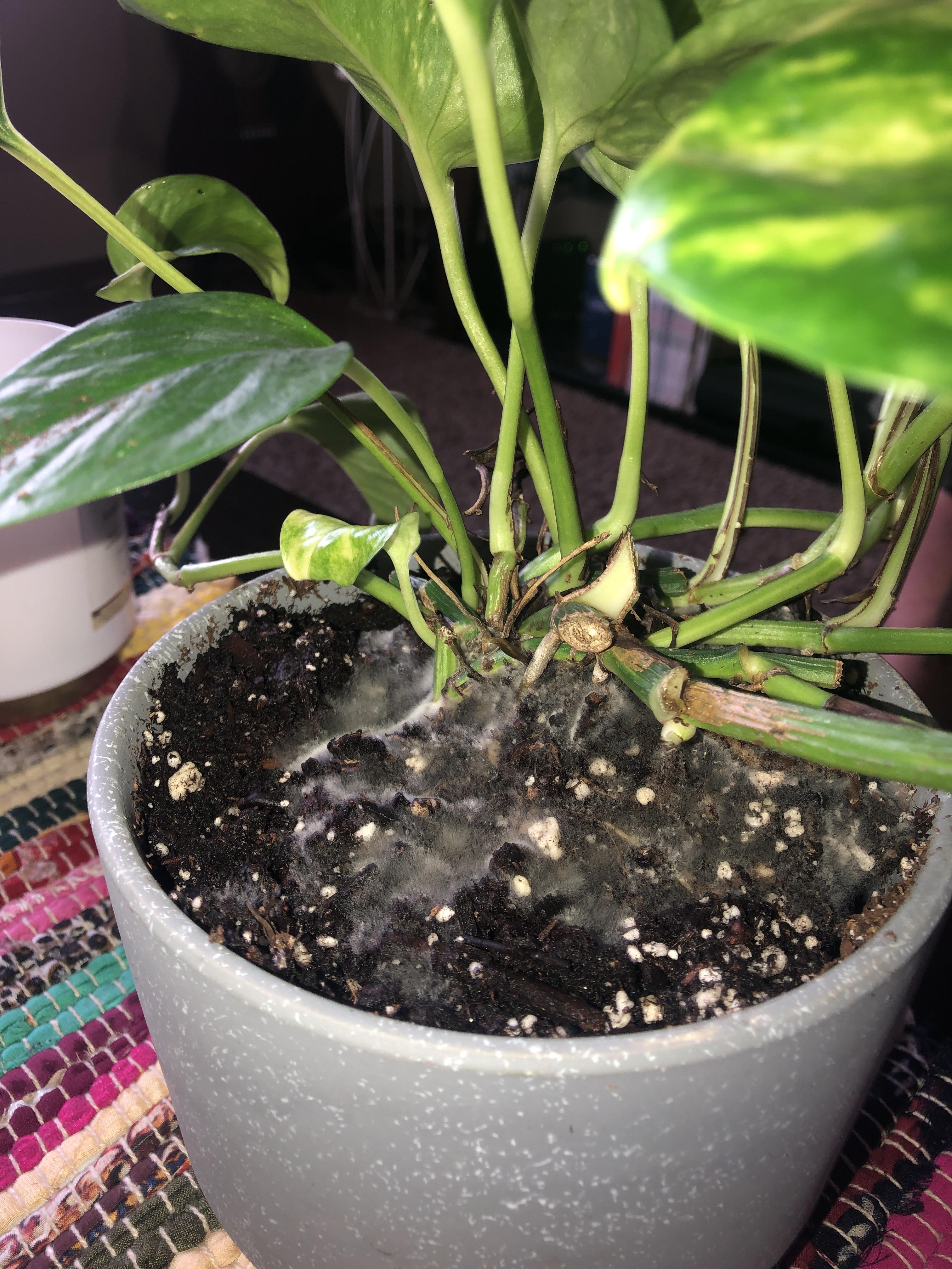 My Pothos plant is growing mold after I repotted and watered it