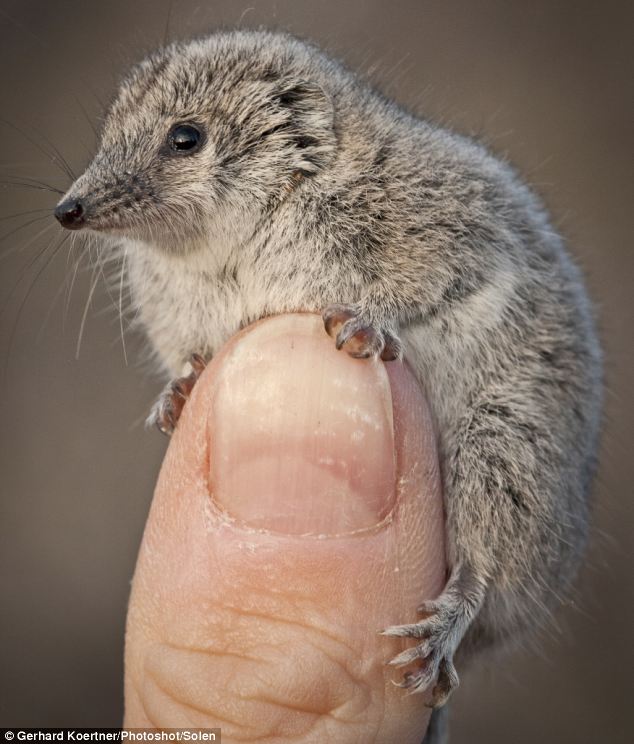 This tiny furry critter is the Longtailed planigale which is