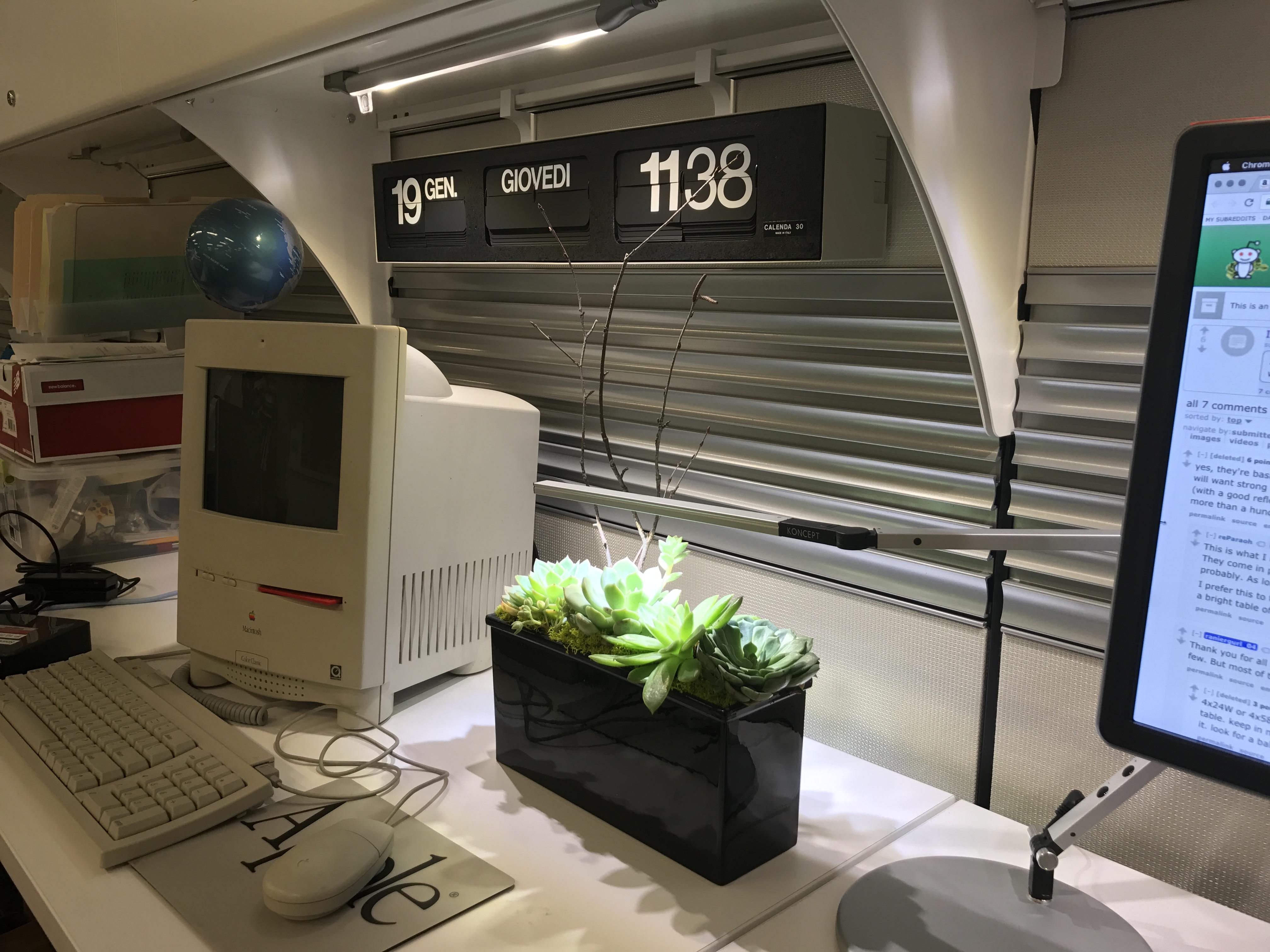 Surprise office succulents! Can I keep them here, with a repotting and