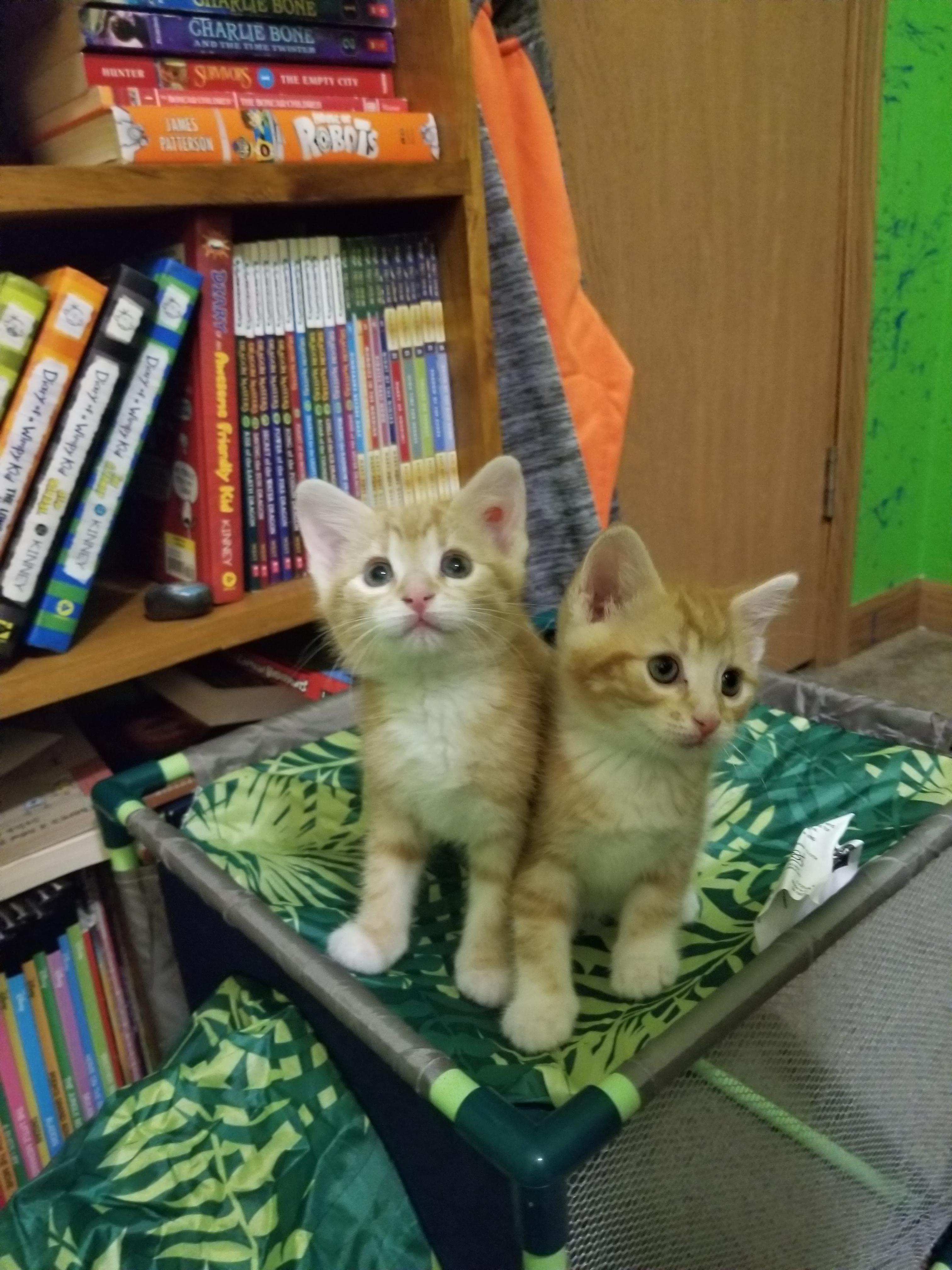 Today we brought home two foster kittens from our local animal shelter