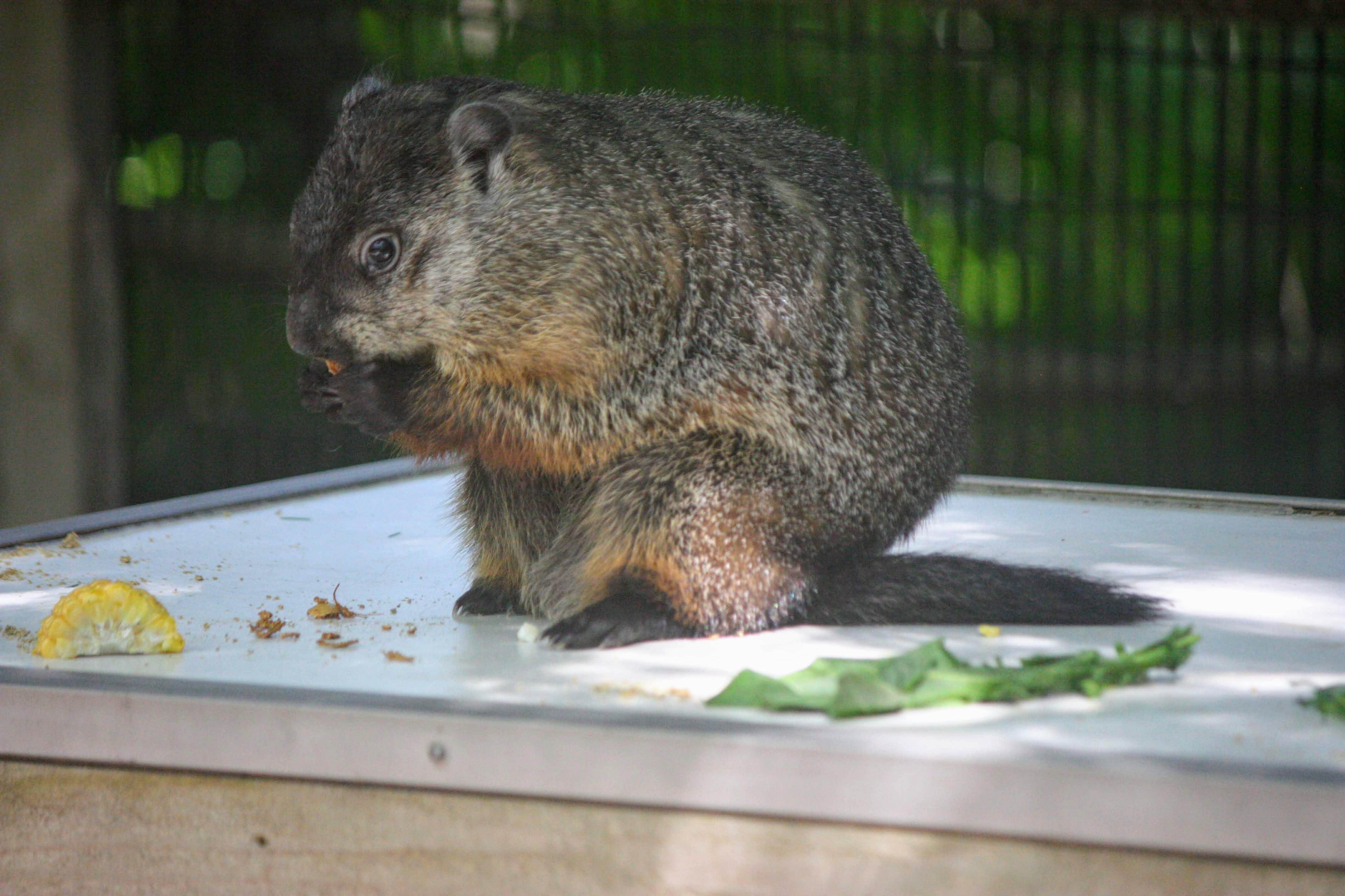 Groundhog, aka woodchuck (Marmota monax) eating some vegetables at the