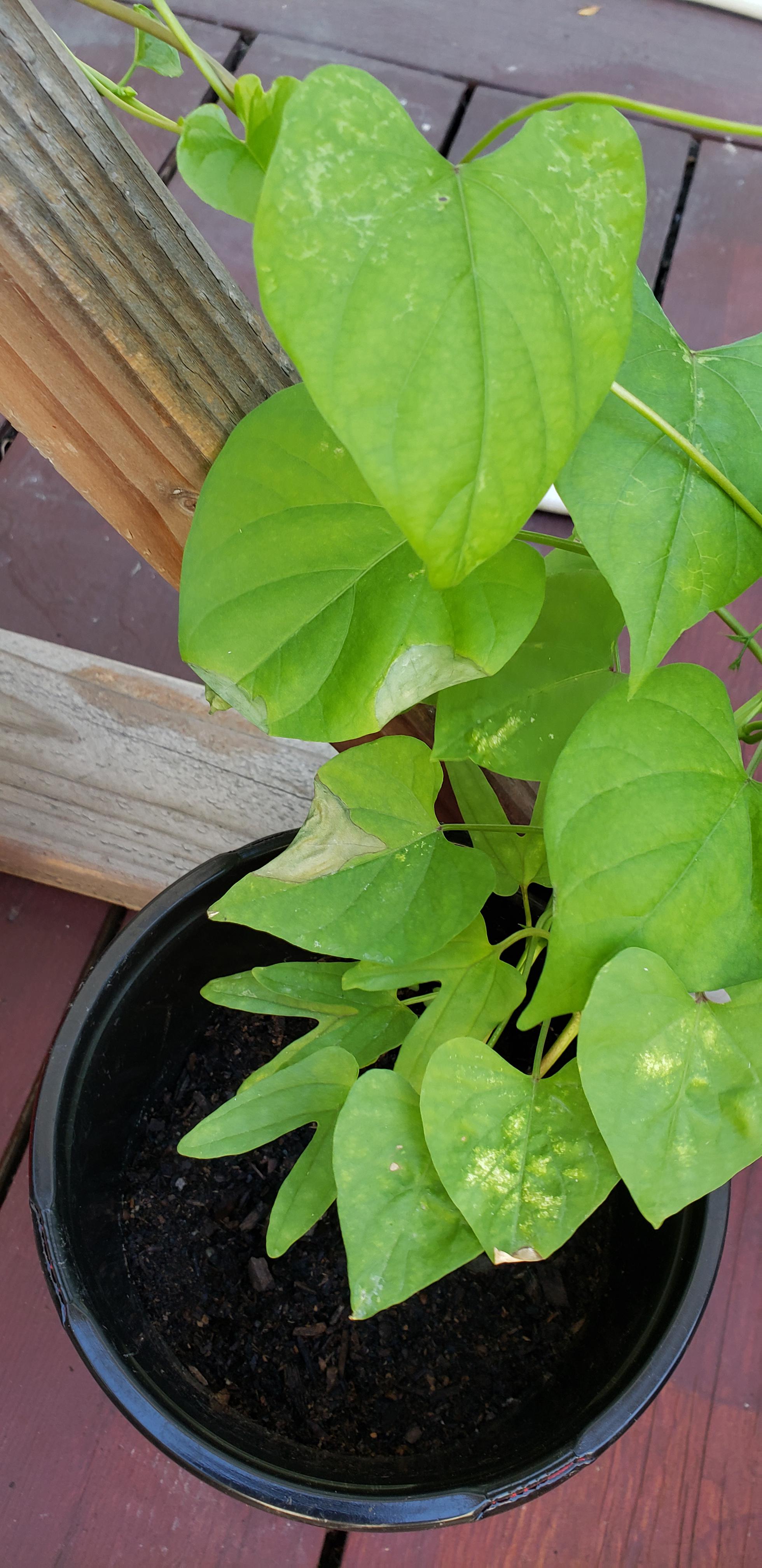 Morning Glory Leaves Discoloration. Are these leaves infected? What's