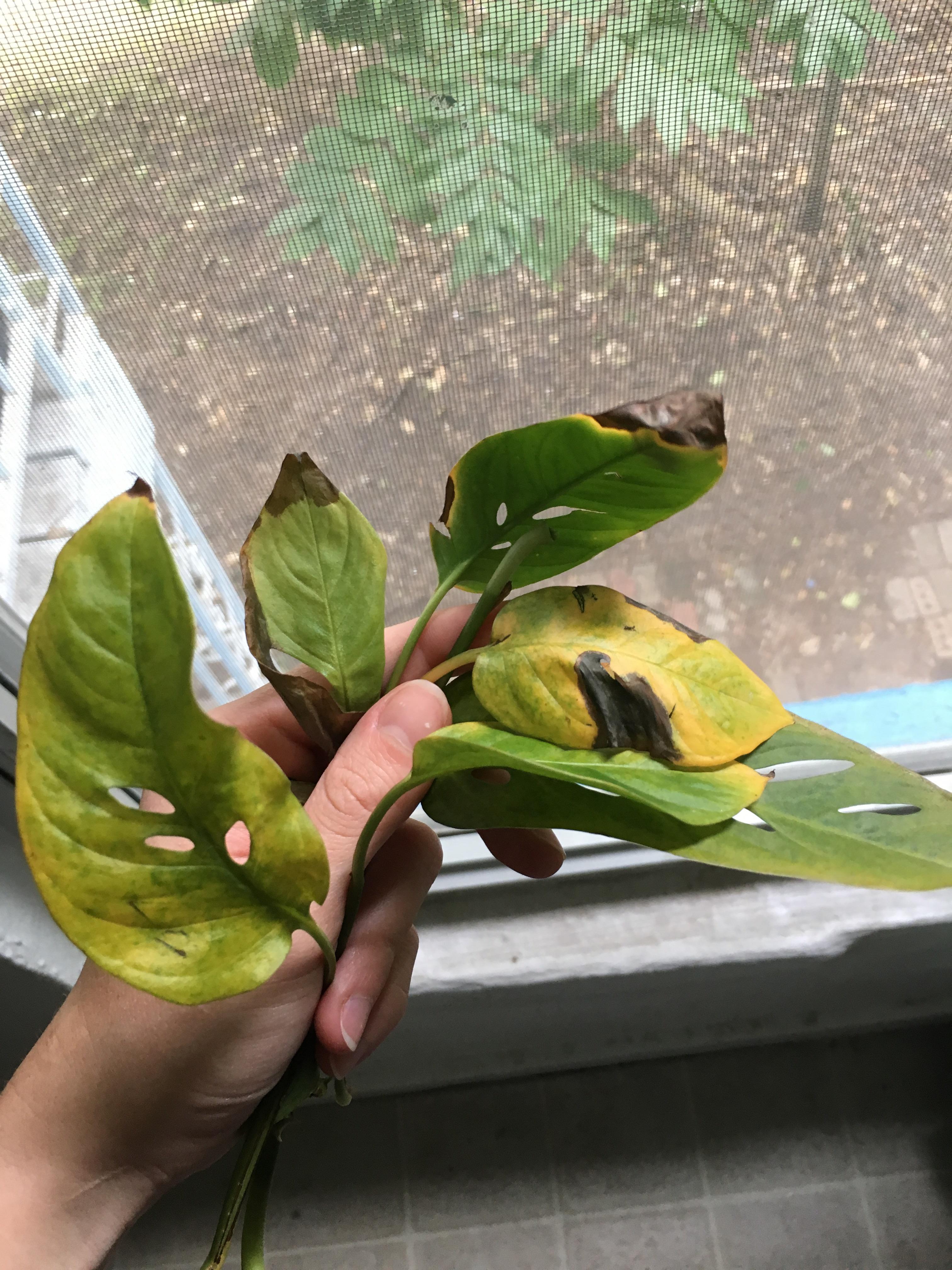 Anyone know what's causing this discoloration of my Swiss Cheese Vine