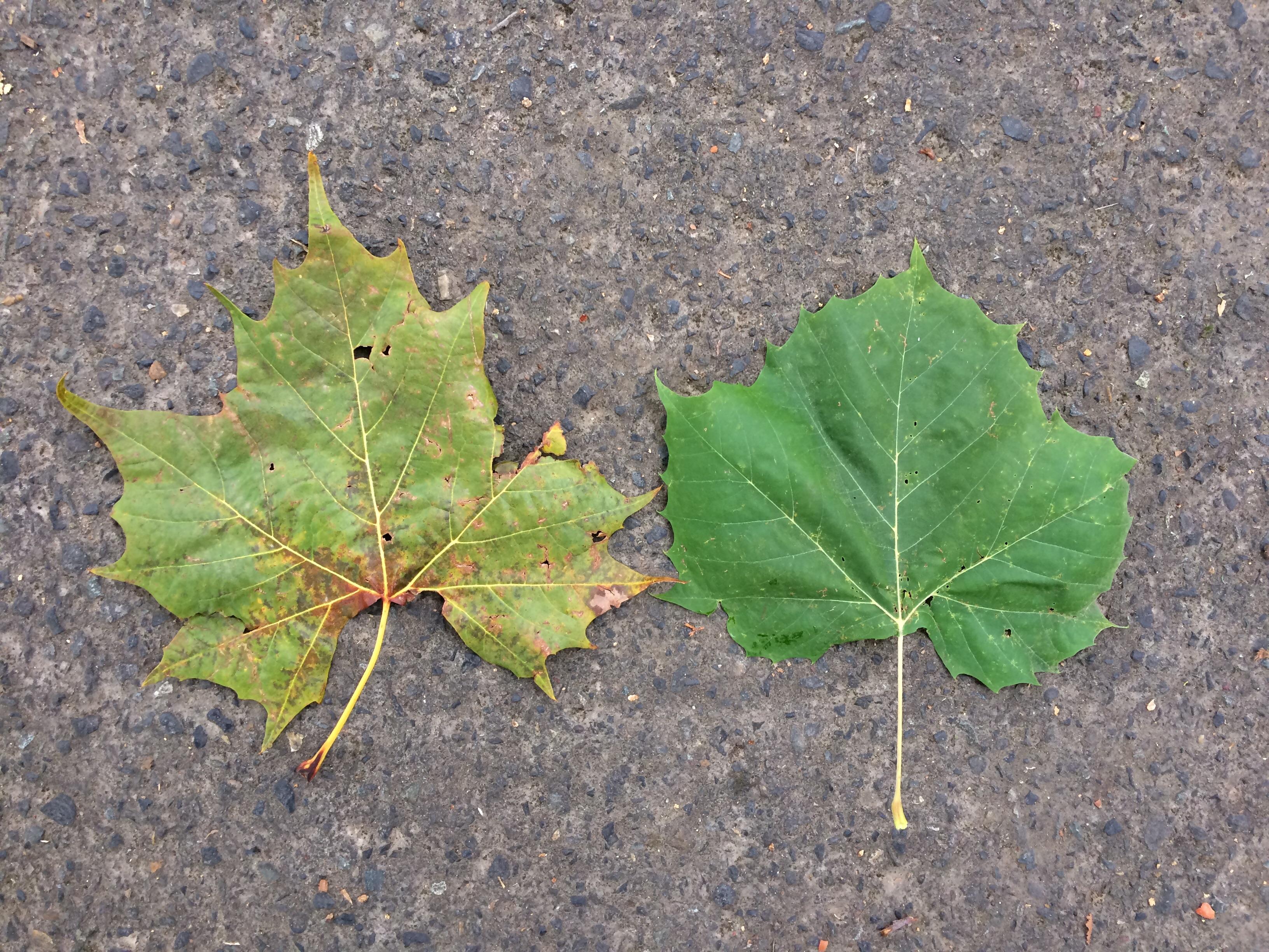 Help! Is this London plane and American Sycamore?? r/plantID